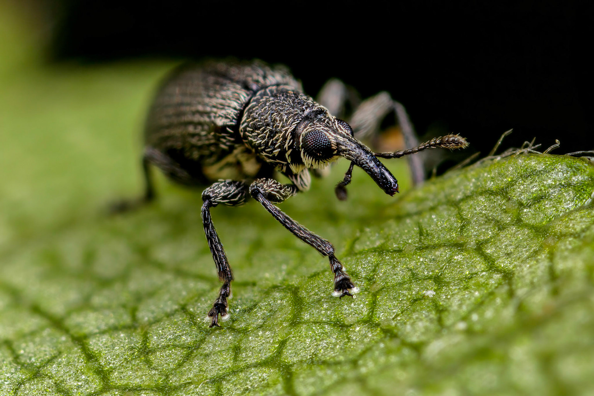 Seed Weevil (Betulapion simile)