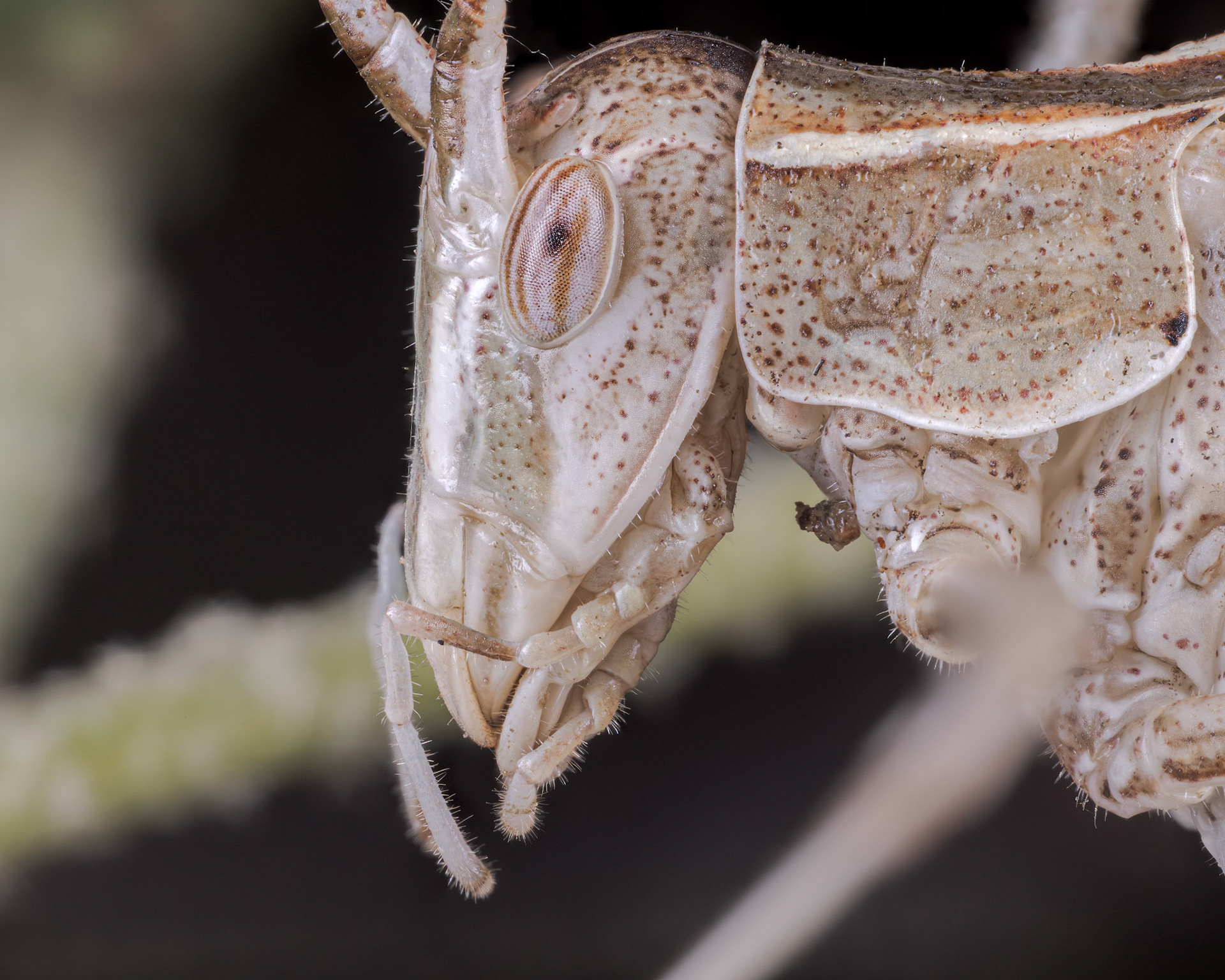 Lily Bush-Cricket (Tylopsis lilifolia)