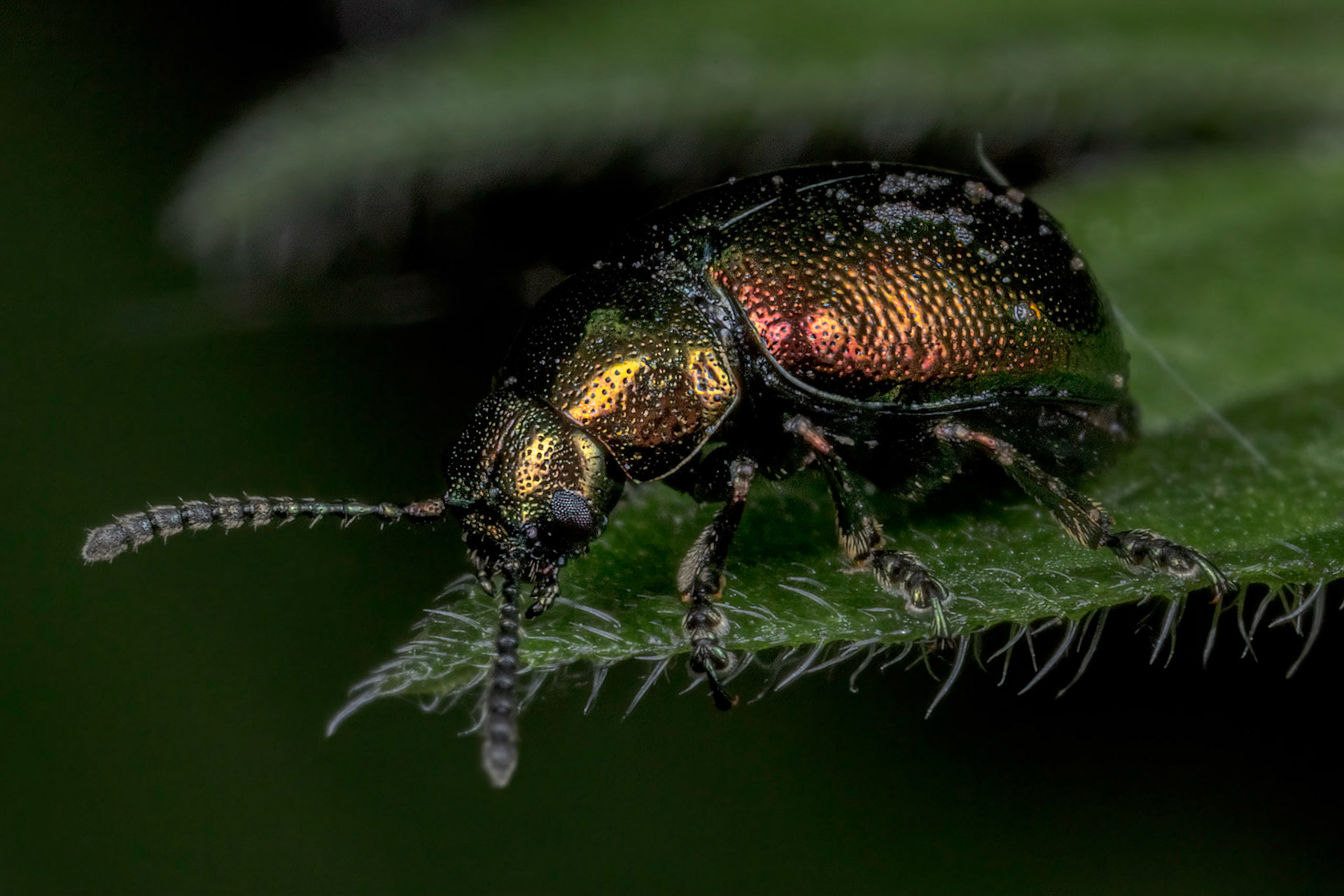 Green Dock Beetle (Gastrophysa viridula)