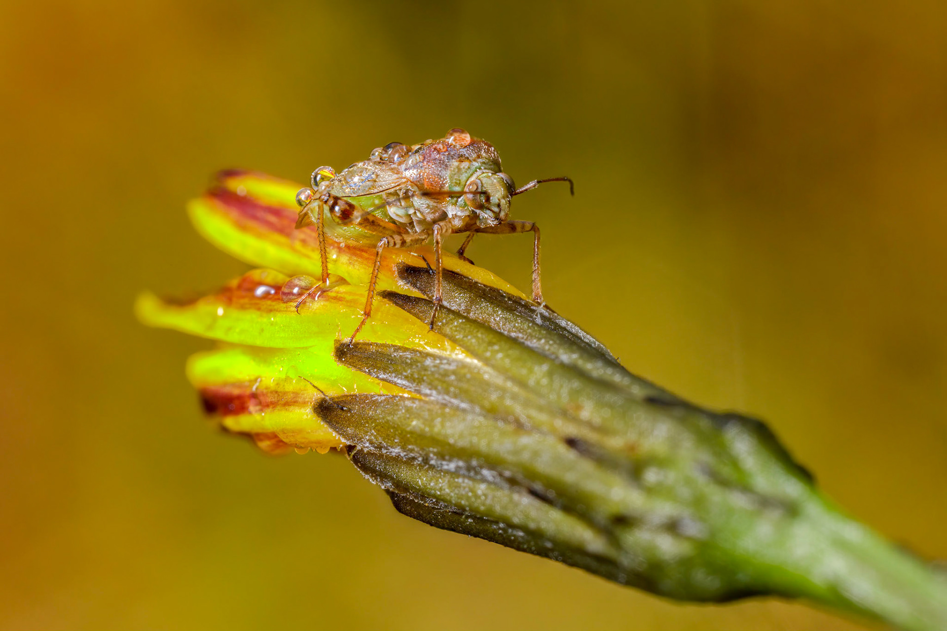Tarnished Plant Bug (Lygus rugulipennis)