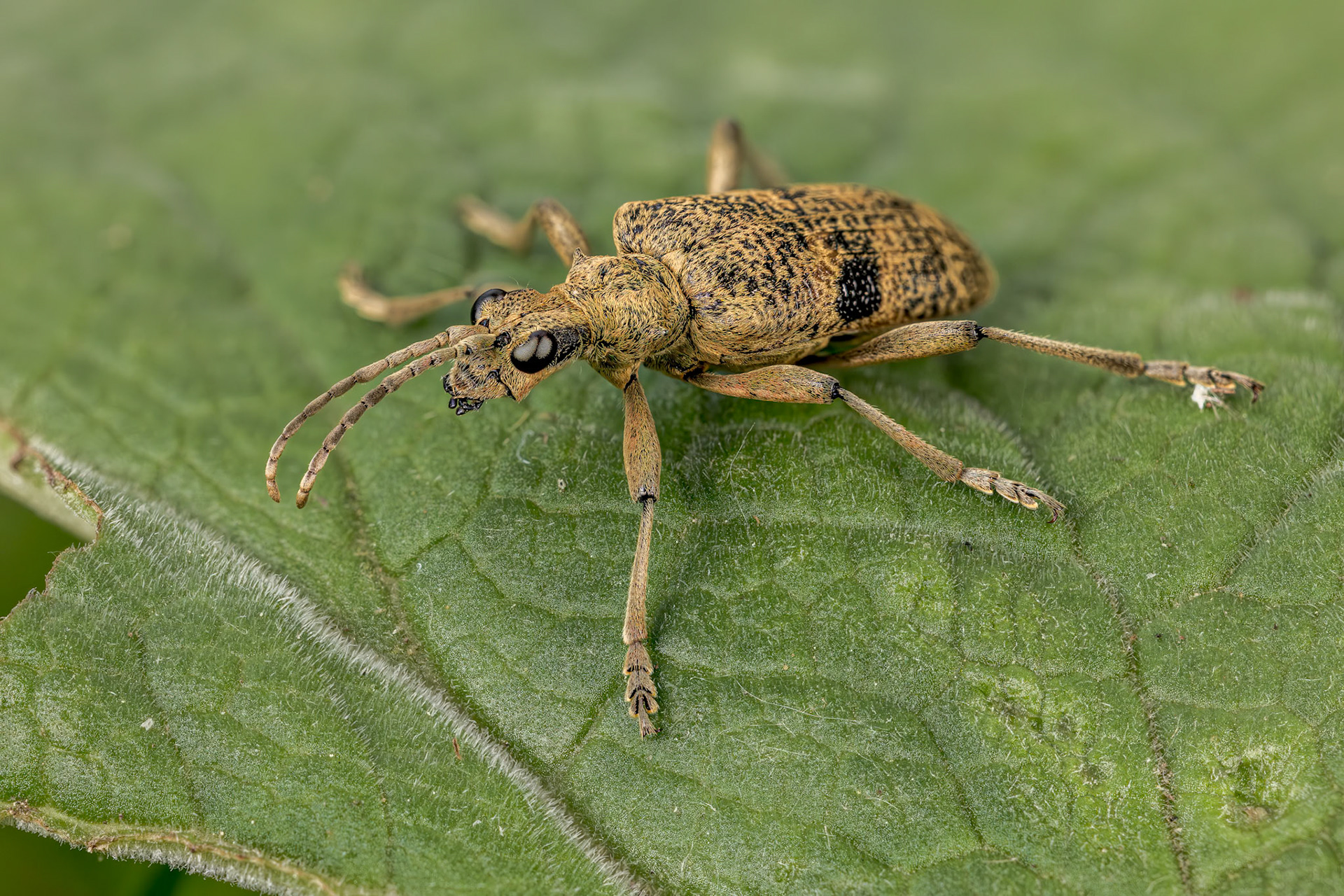 Black-spotted Longhorn Beetle (Rhagium mordax)