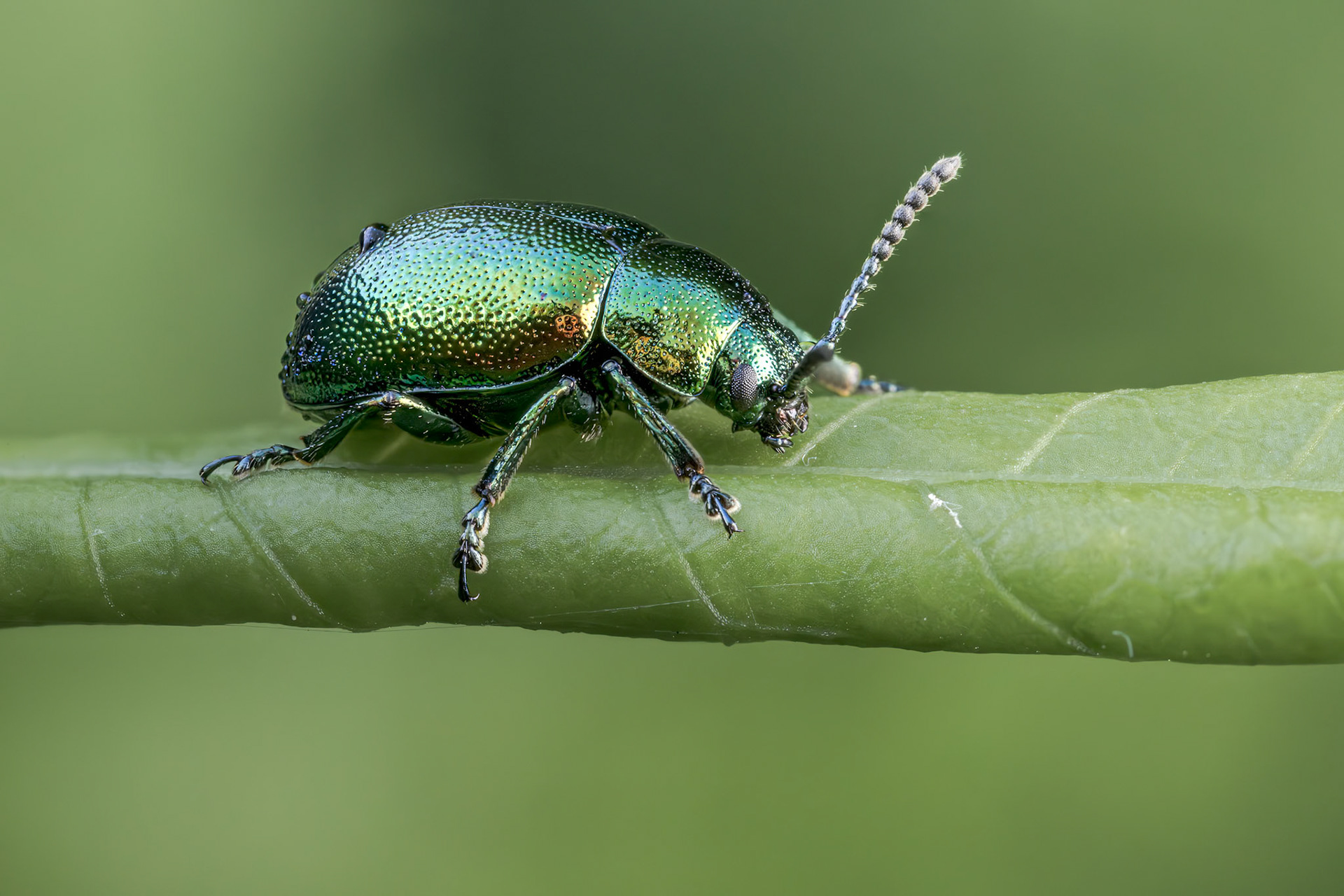Green Dock Beetle (Gastrophysa viridula)
