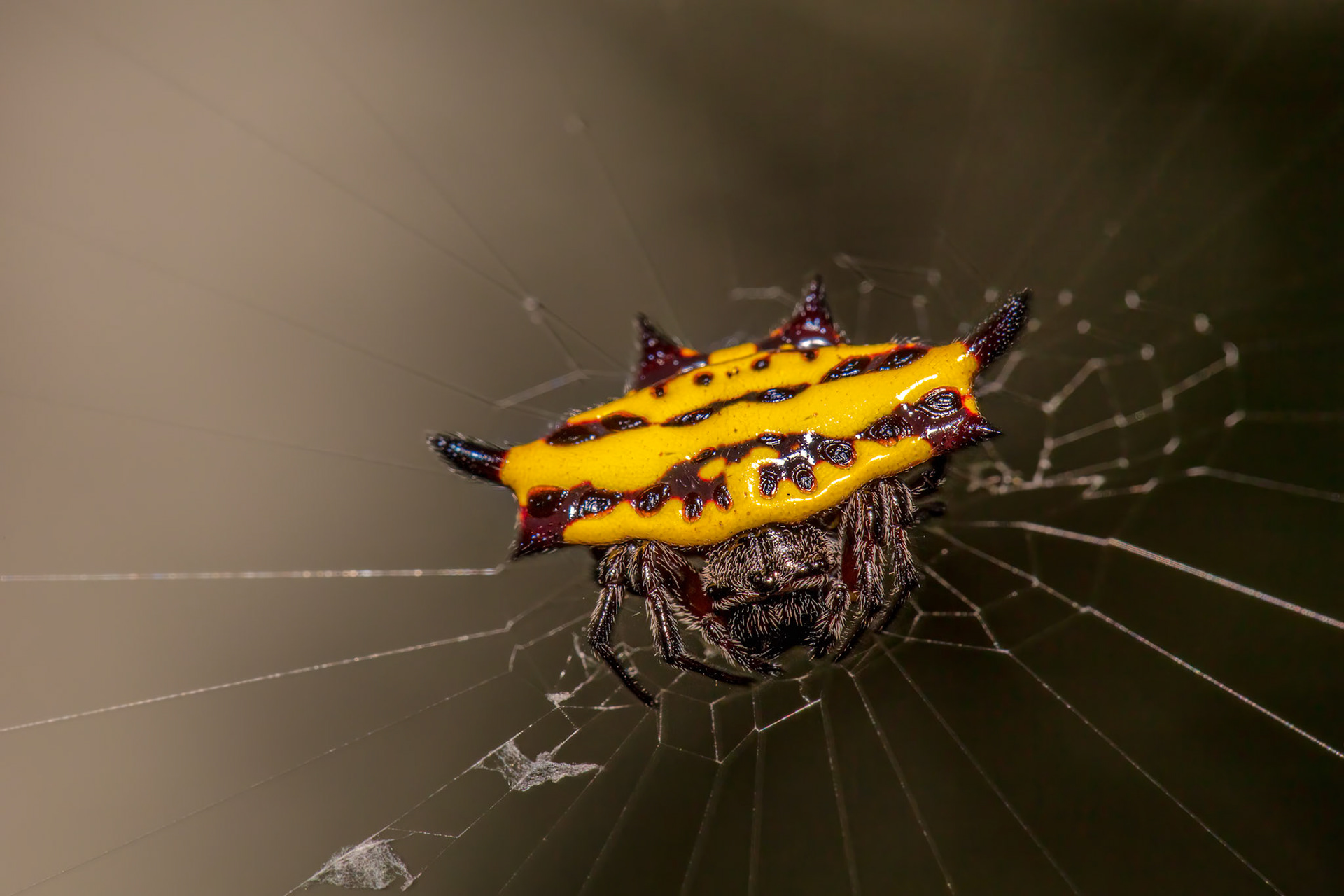Spiny Orb Weaver