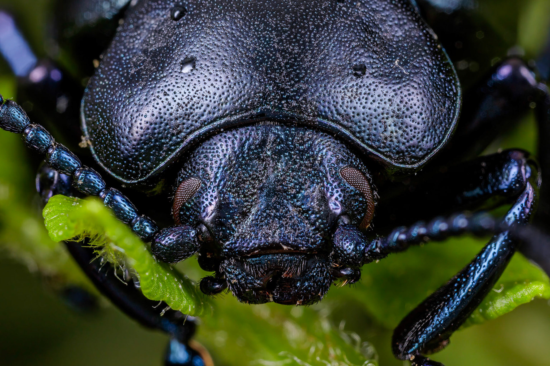 Bloody-nosed beetle (Timarcha tenebricosa)