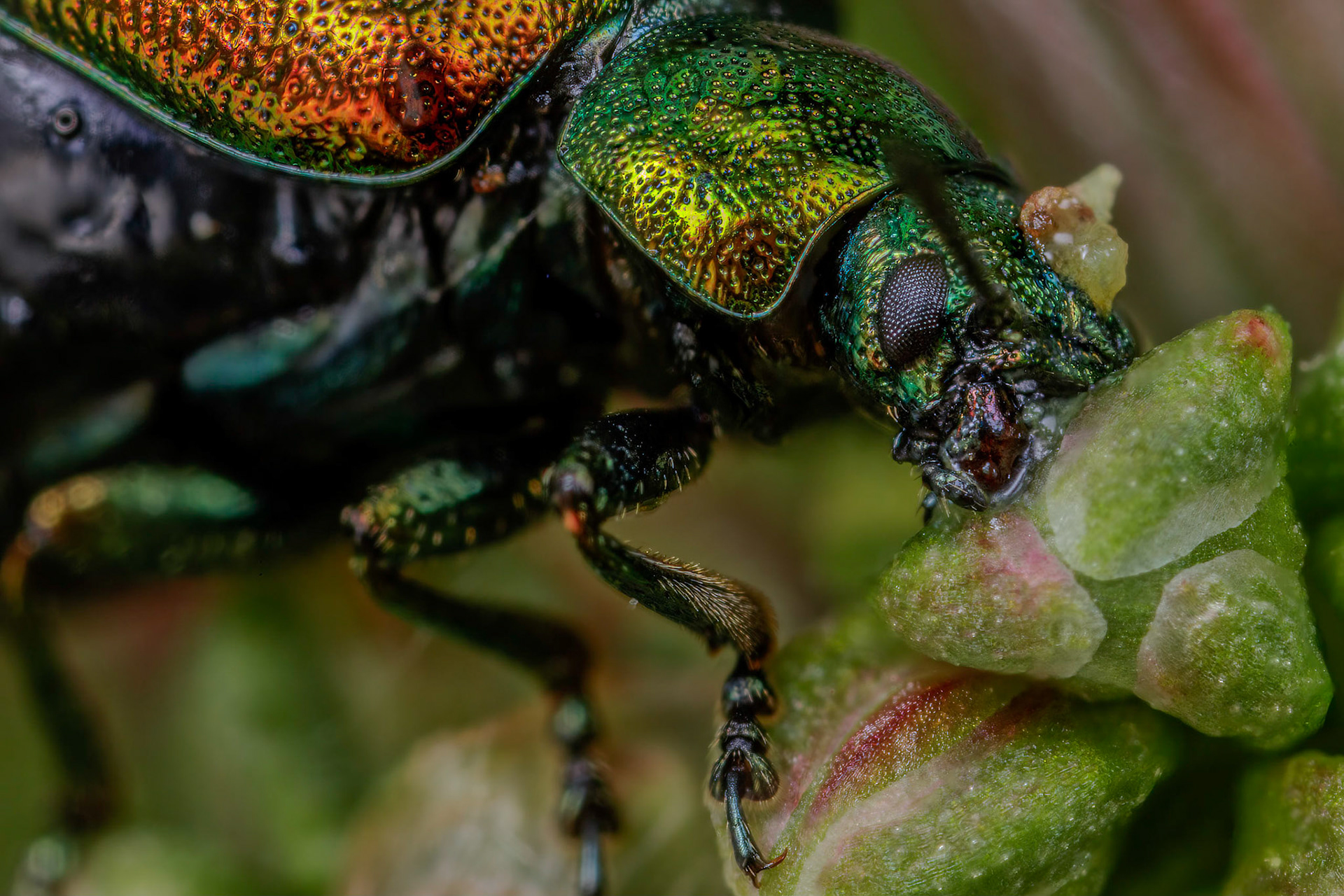 Green Dock Beetle (Gastrophysa viridula)