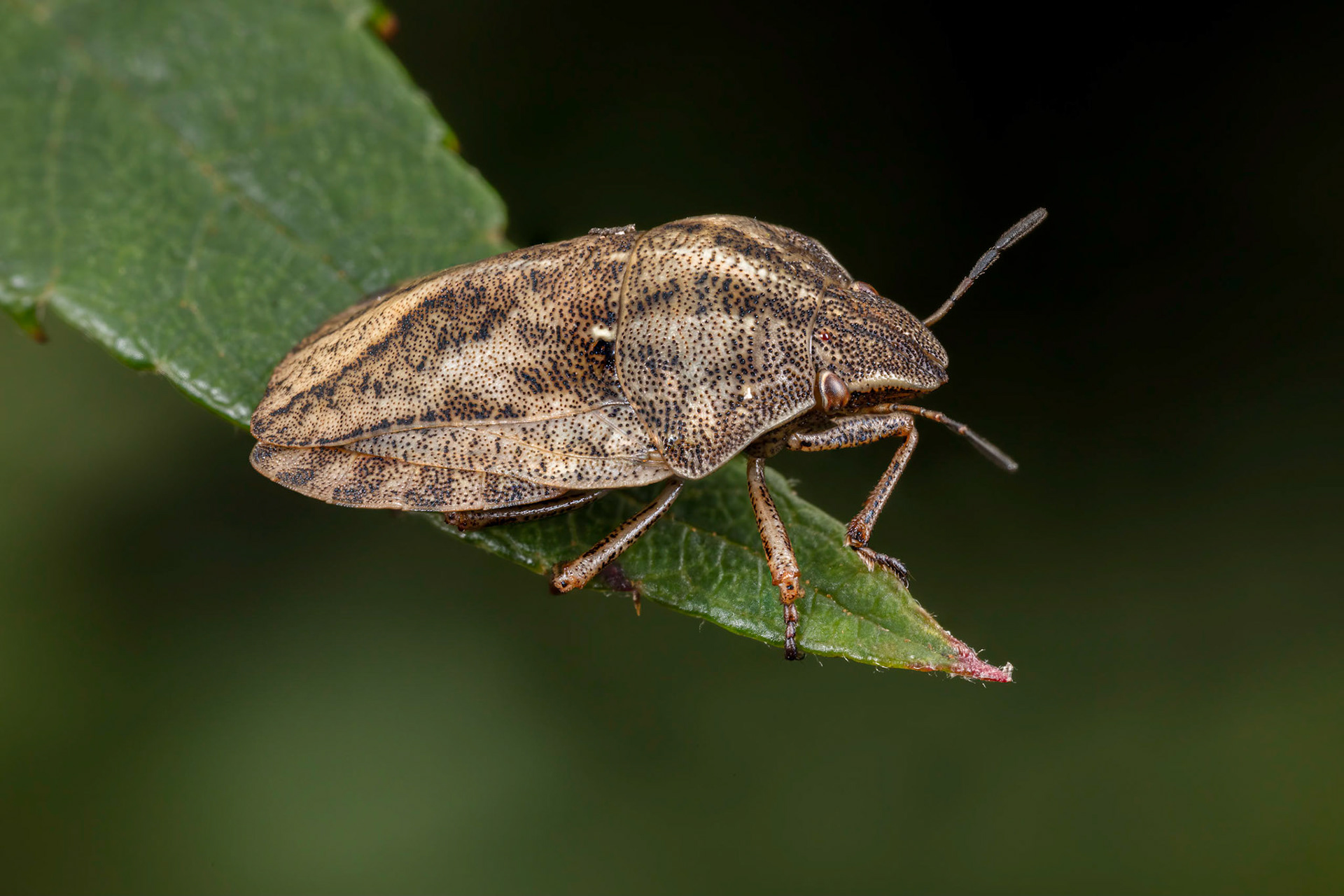 Tortoise ShieldBug (Eurygaster testudinaria)