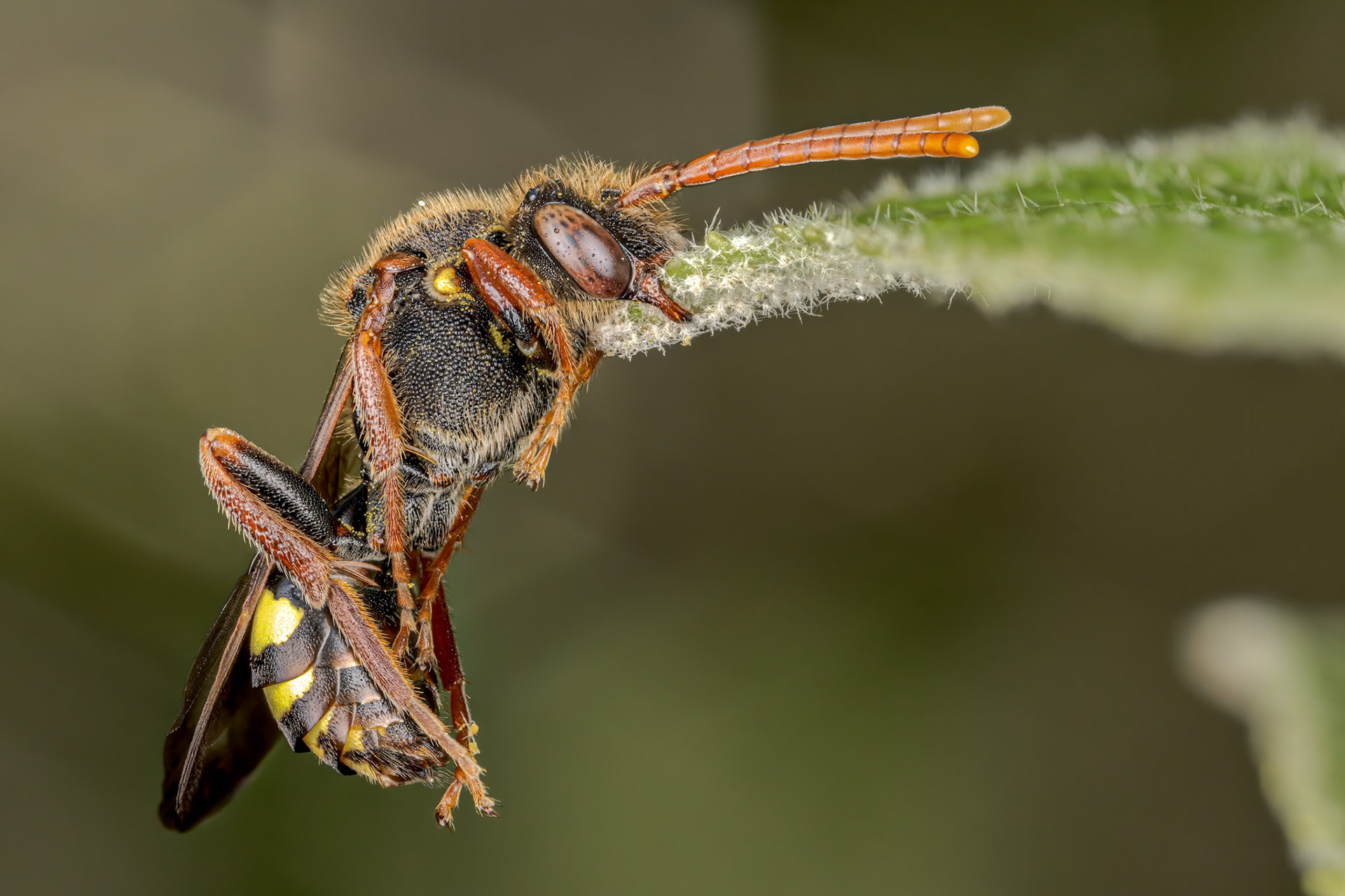 European hornet (Vespa crabro)