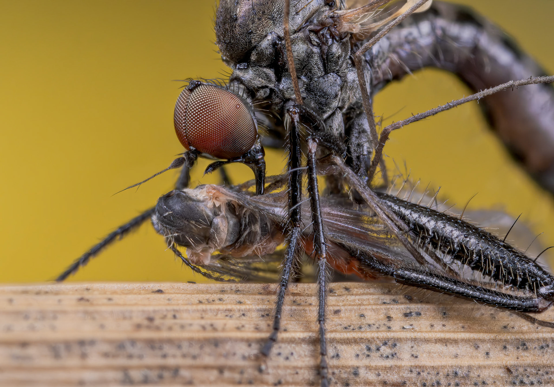 Dagger Fly eating a Bristletail