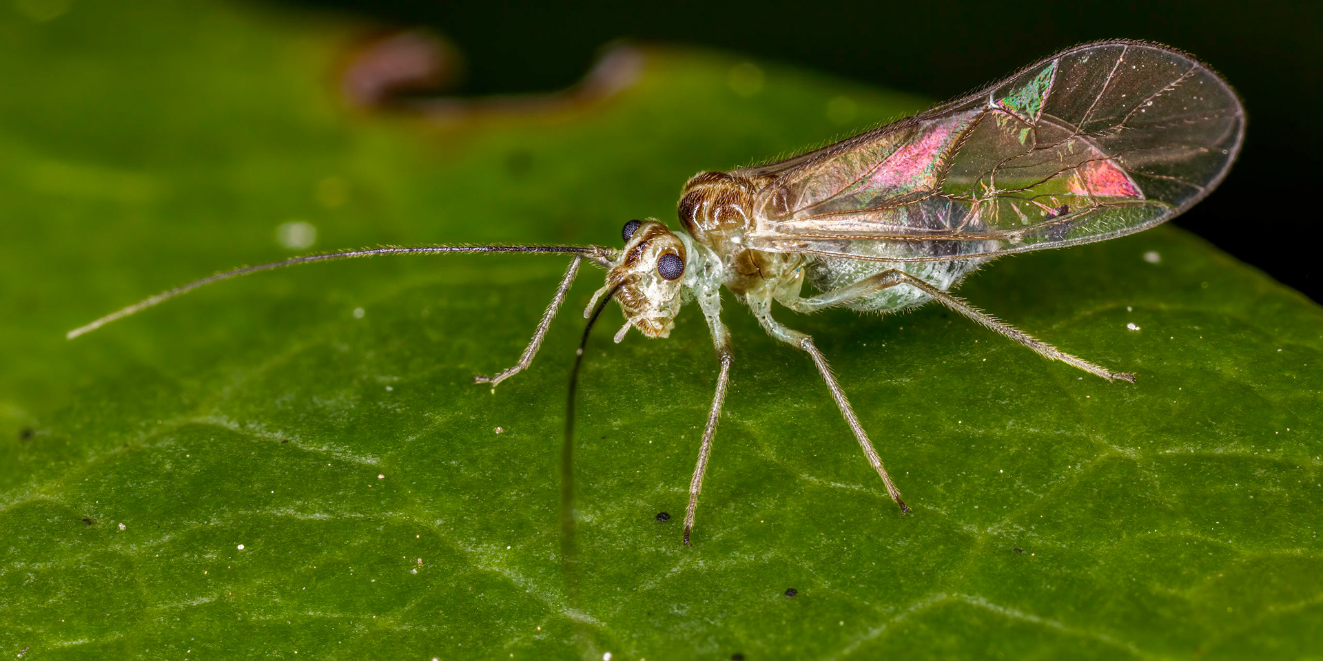 Barkfly (Stenopsocus immaculatus)