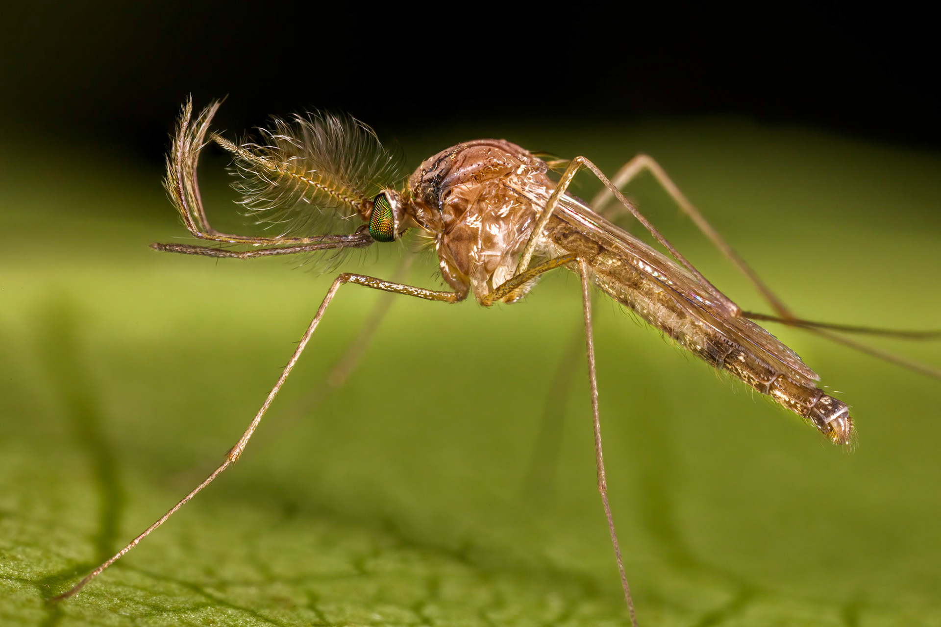 Mosquito (Culicidae)