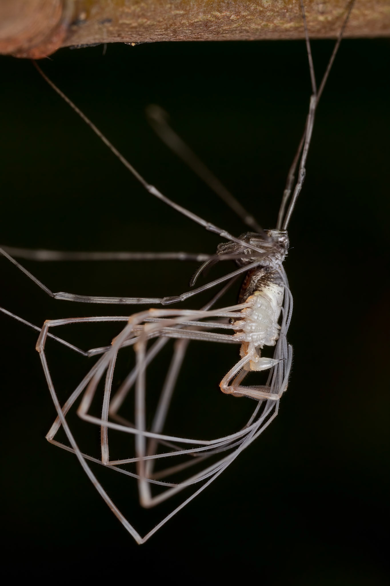 Harvestman