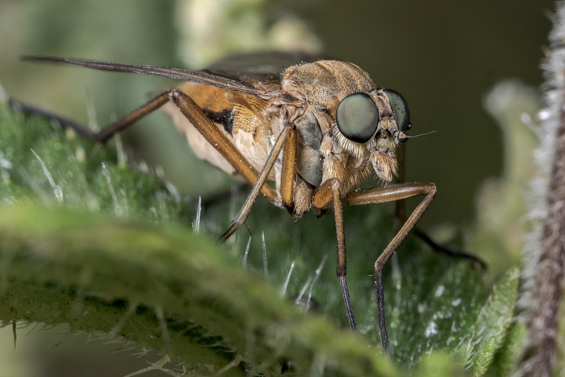 Marsh Snipe Fly (Rhagio tringarius)