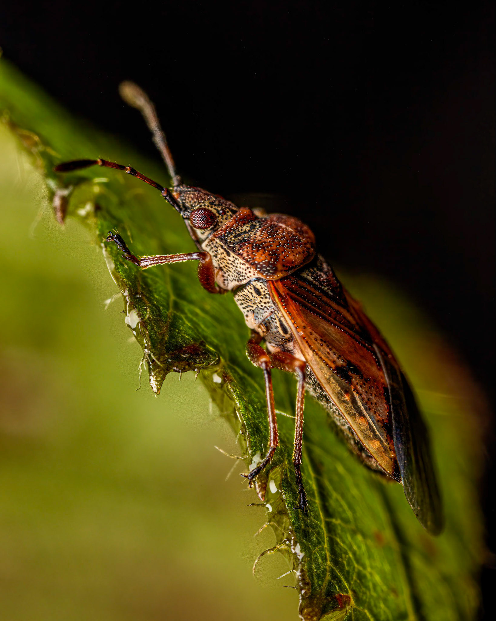 Birch Catkin Bug (Kleidocerys resedae)