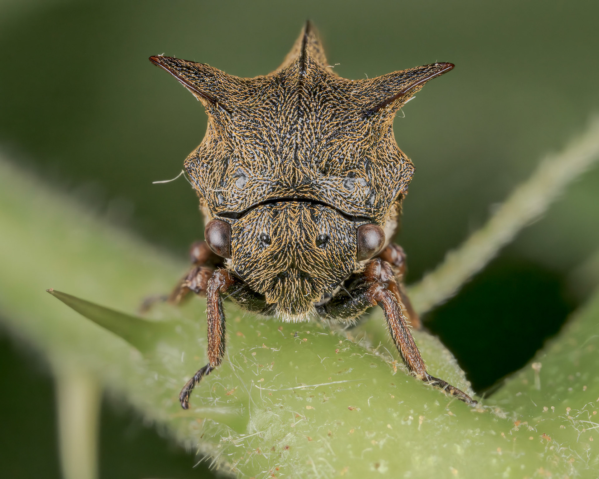 Horned Treehopper (Centrotus cornutus)