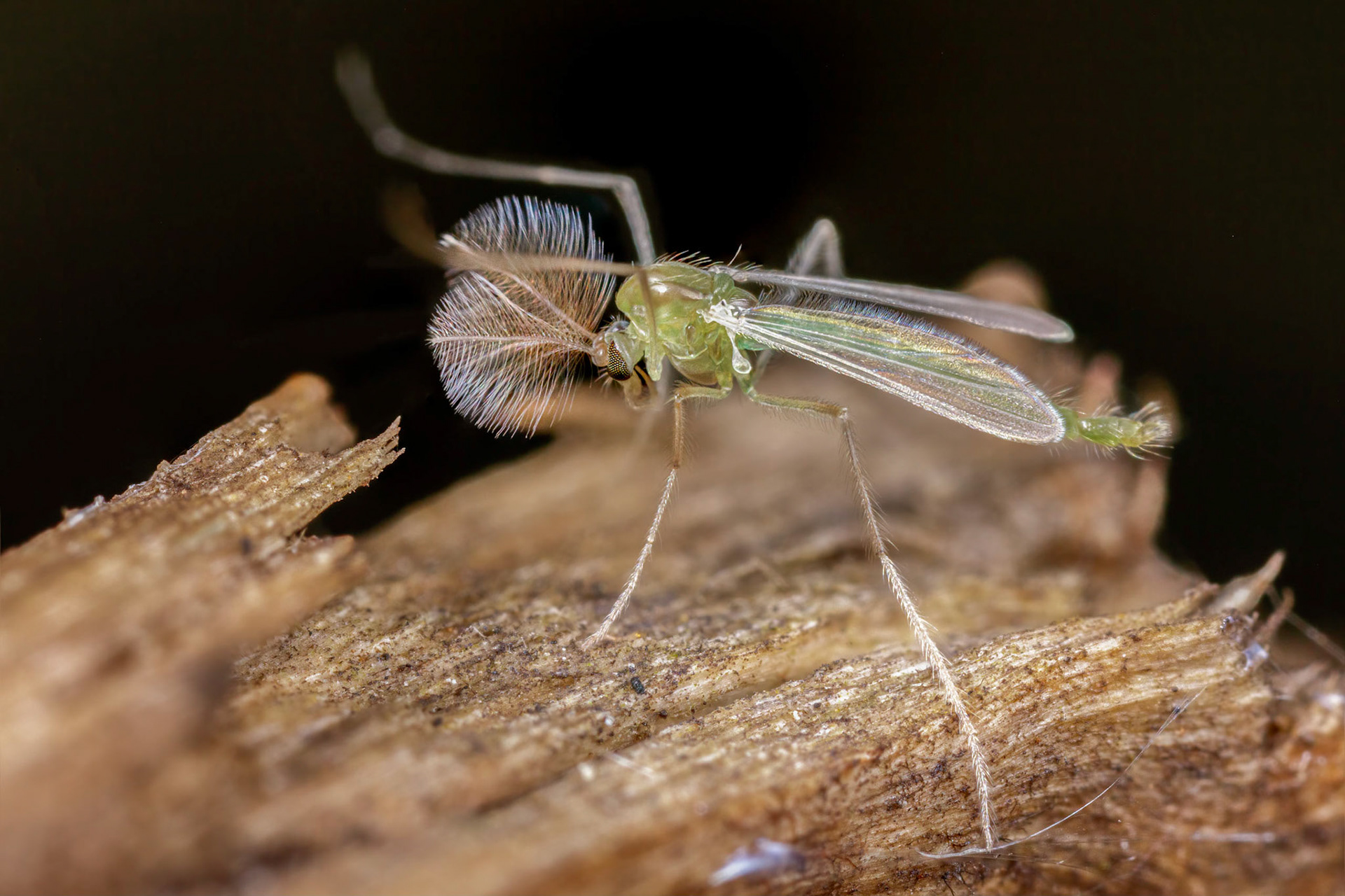 Lime Mosquito (Culicidae)