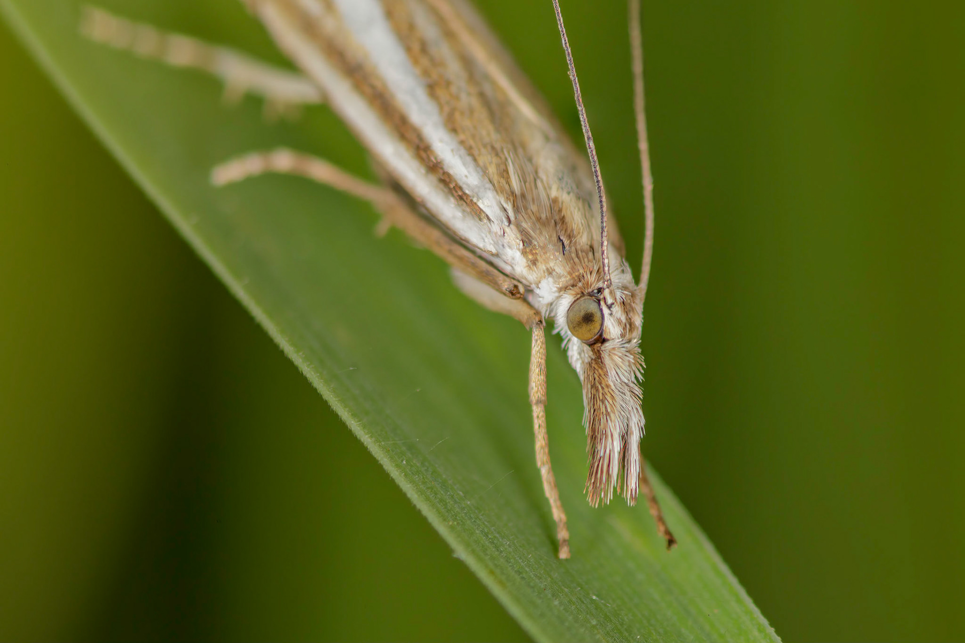 Moth (Crambus)
