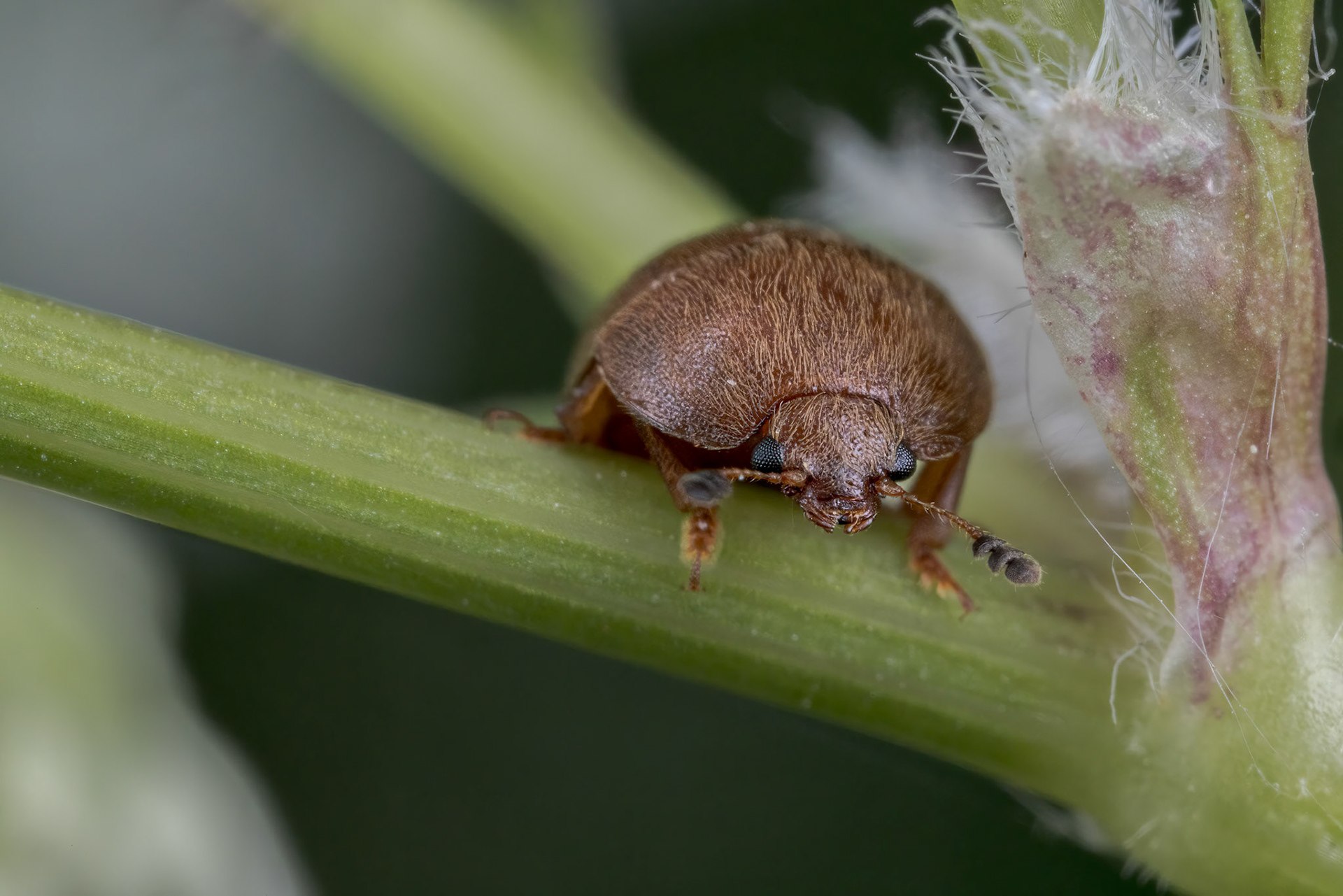 Pollen Beetle (Cychramus luteus)