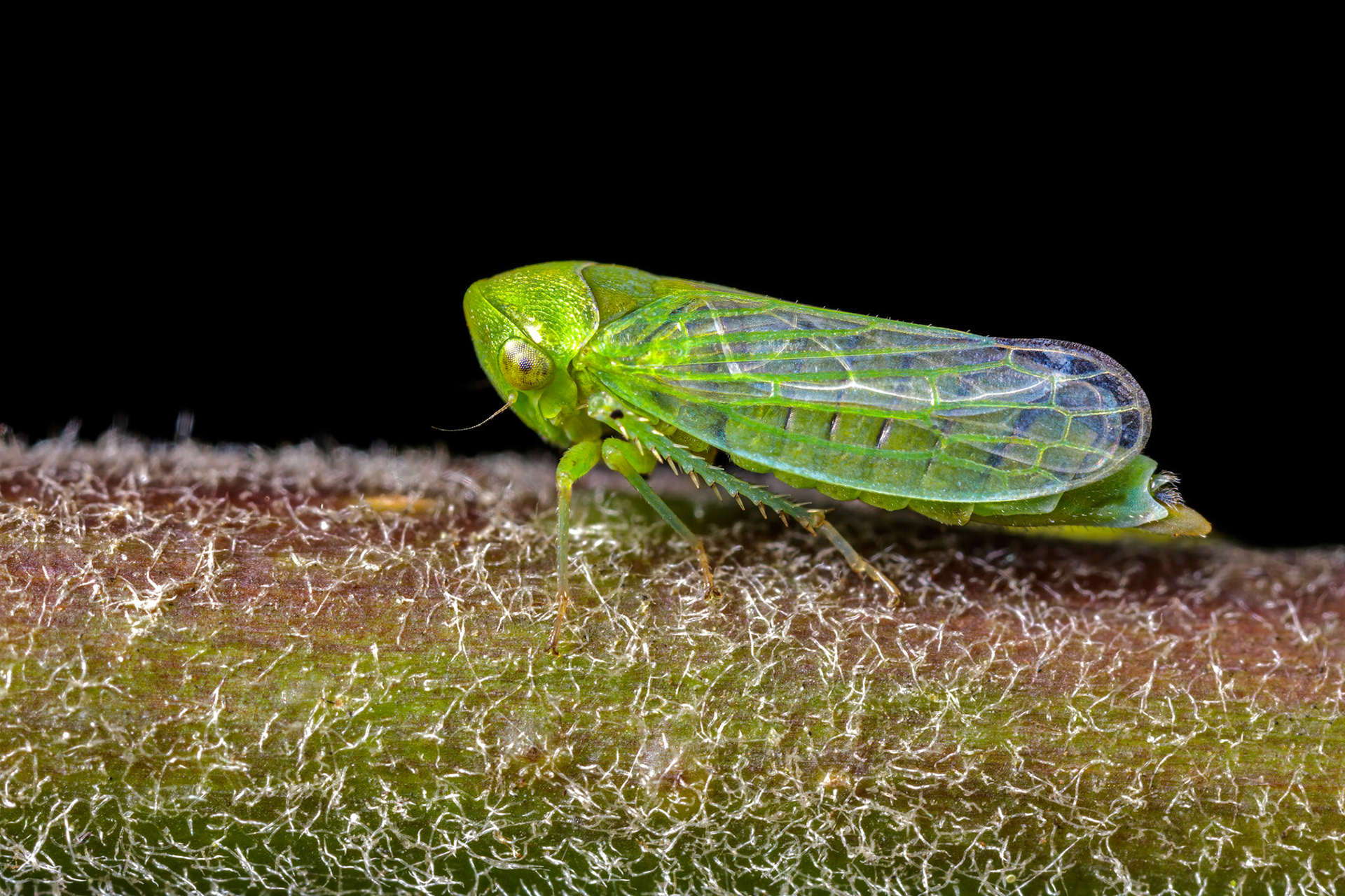 Unknown Leafhopper (Cicadellidae)