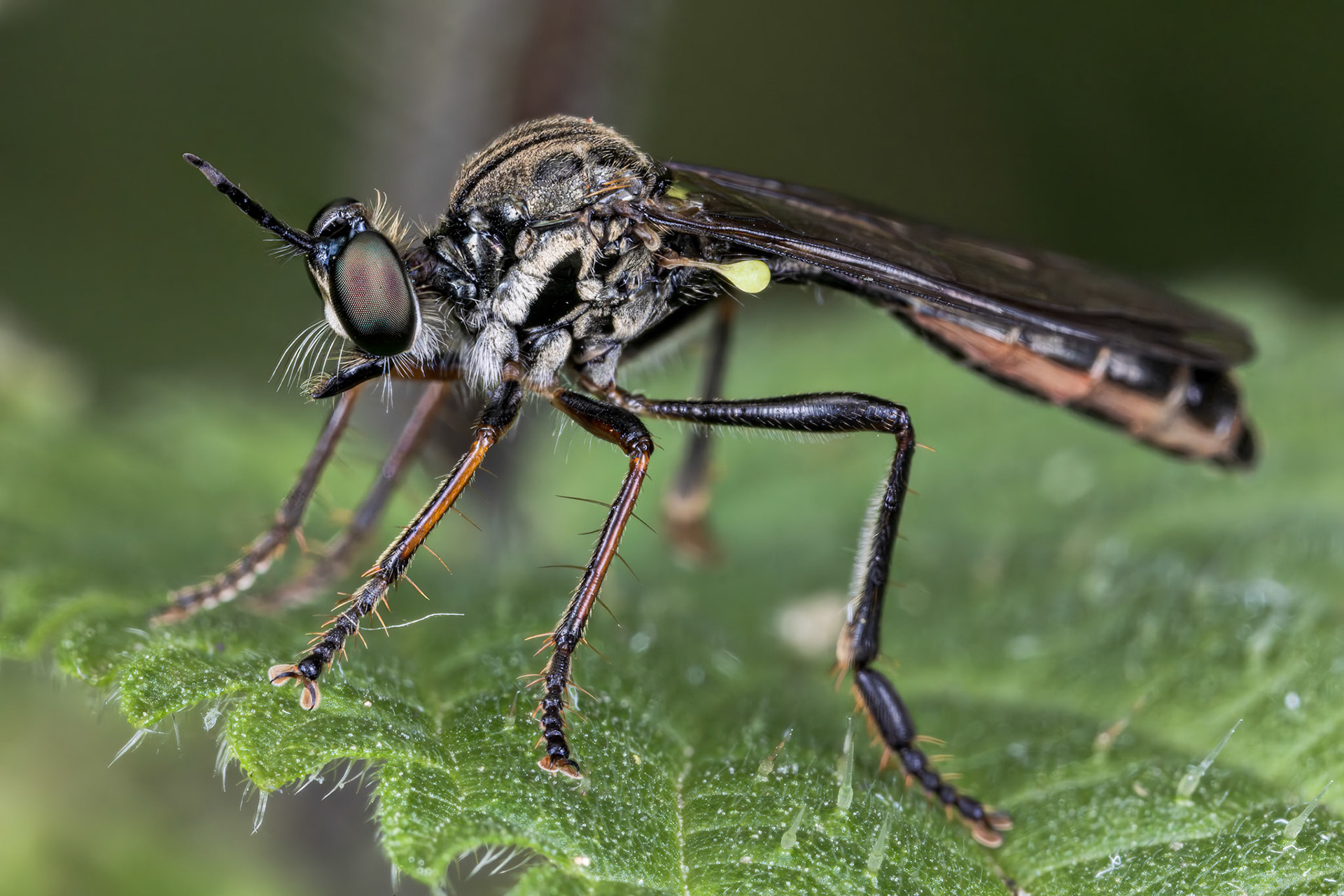 Robberfly (Dioctria baumhaueri)