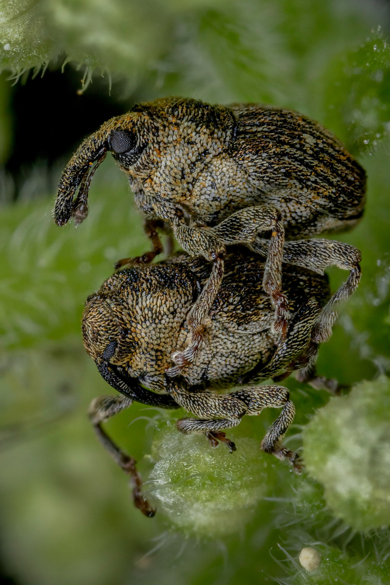 Nedyus quadrimaculatus