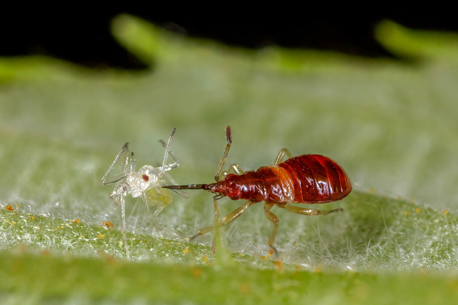 Early Instar Plant Bug Nymph (Phylini)