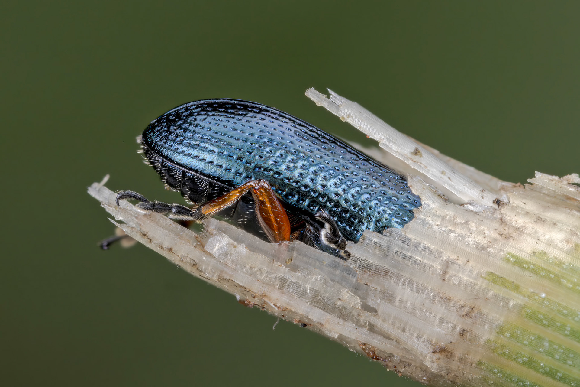 Cereal Leaf Beetle (Oulema melanopus)