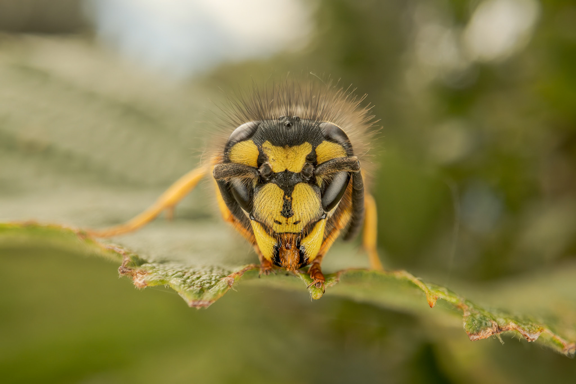 German Yellowjacket (Vespula germanica)