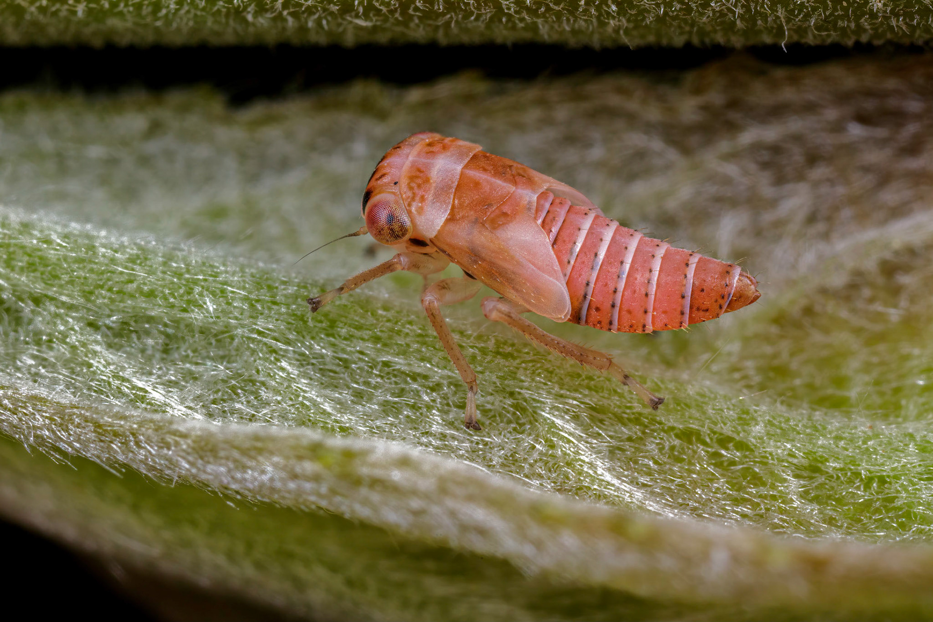 Uknown Leafhopper Nymph (Cicadellidae)