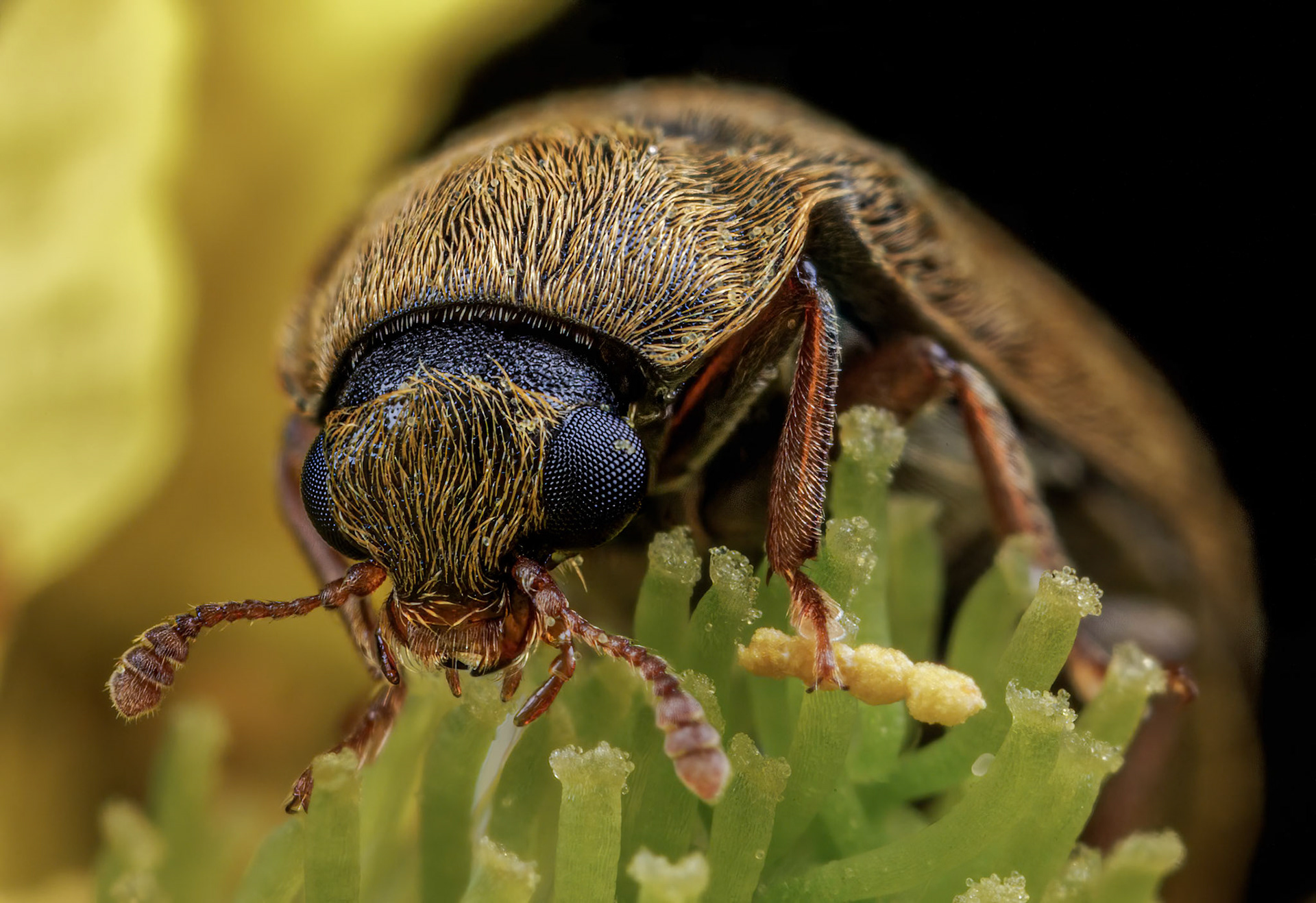 Byturus - Fruitworm Beetle