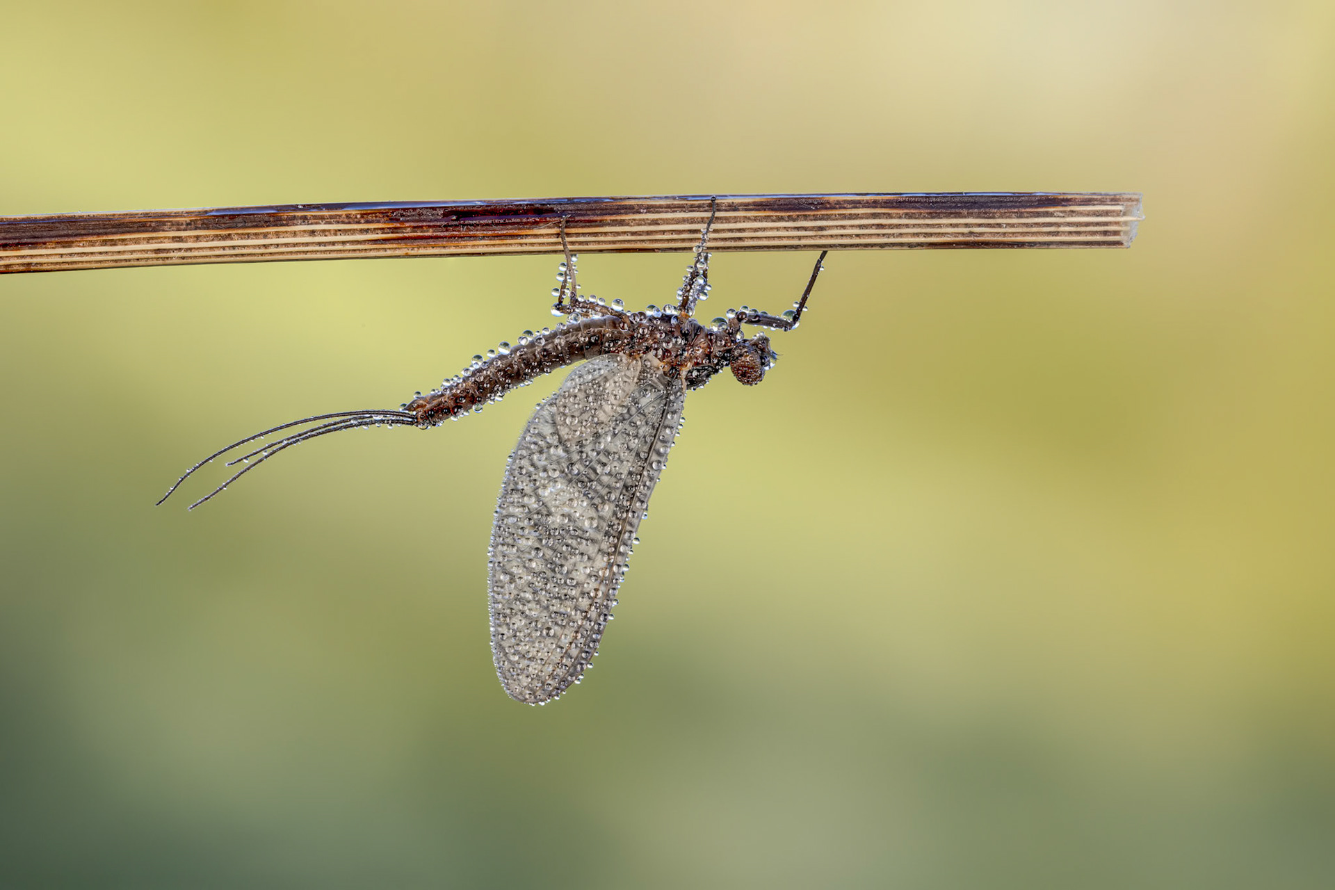 Large Dark Olive Mayfly (Baetis rhodani)