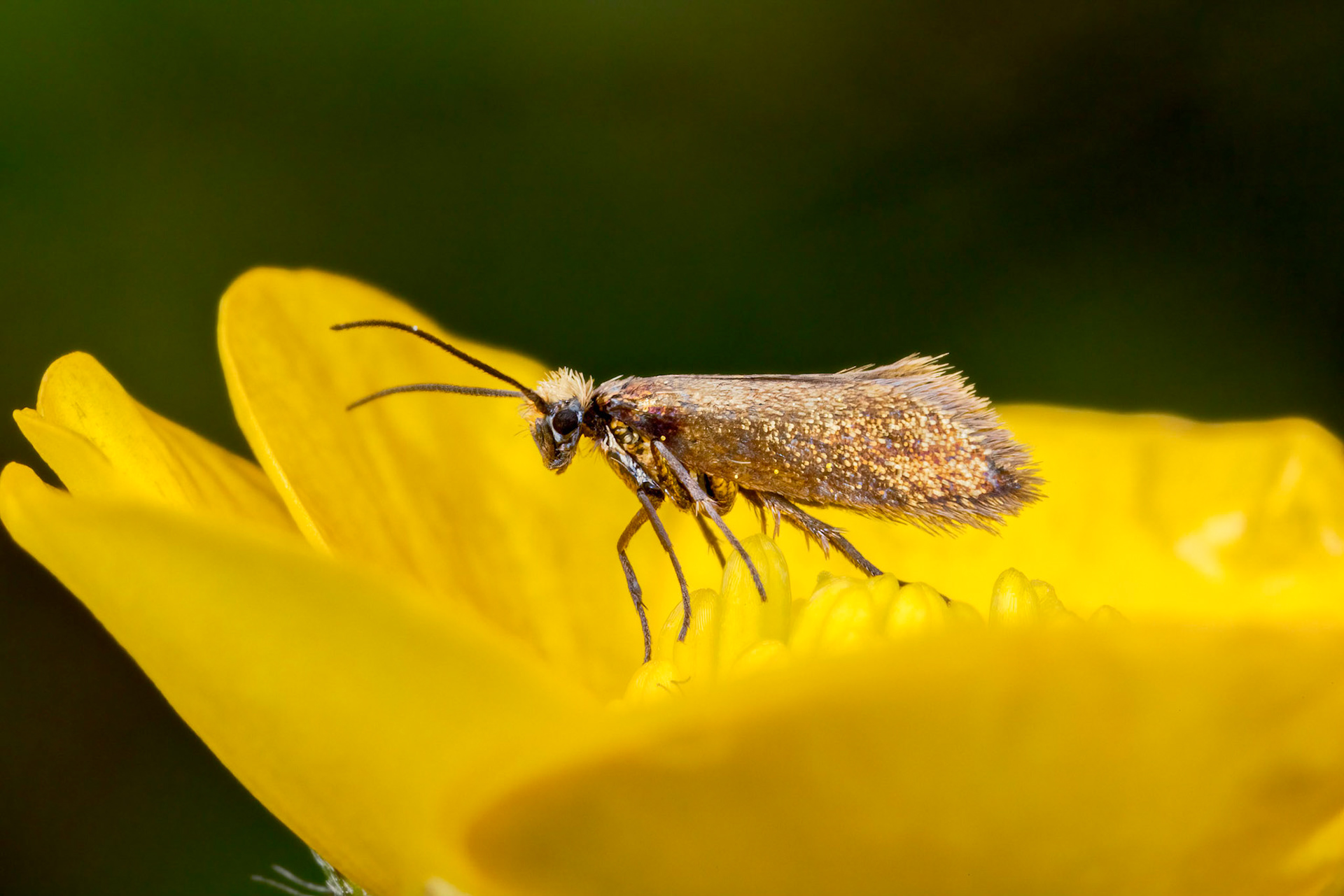 Plain Gold (Micropterix calthella)
