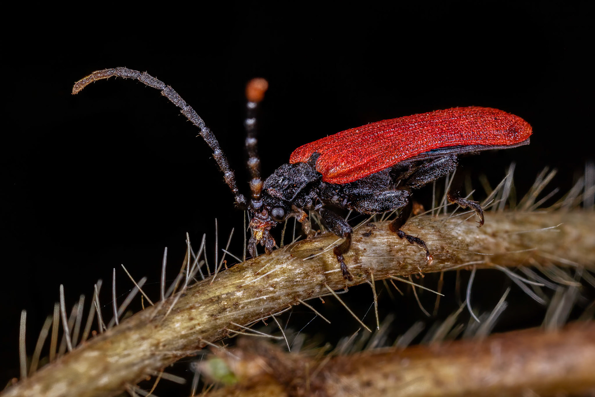 Net-Winged Beetle (Platycis minutus)