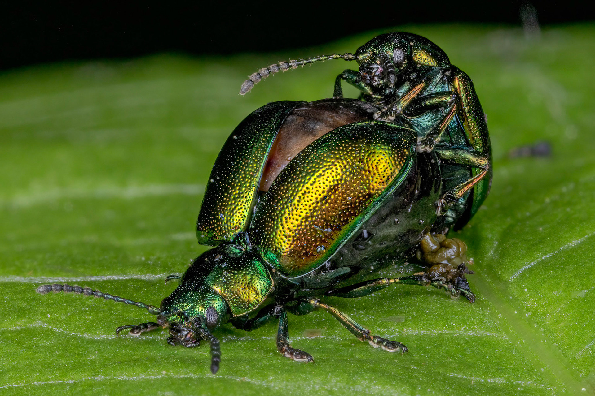 Green Dock Beetle (Gastrophysa viridula)