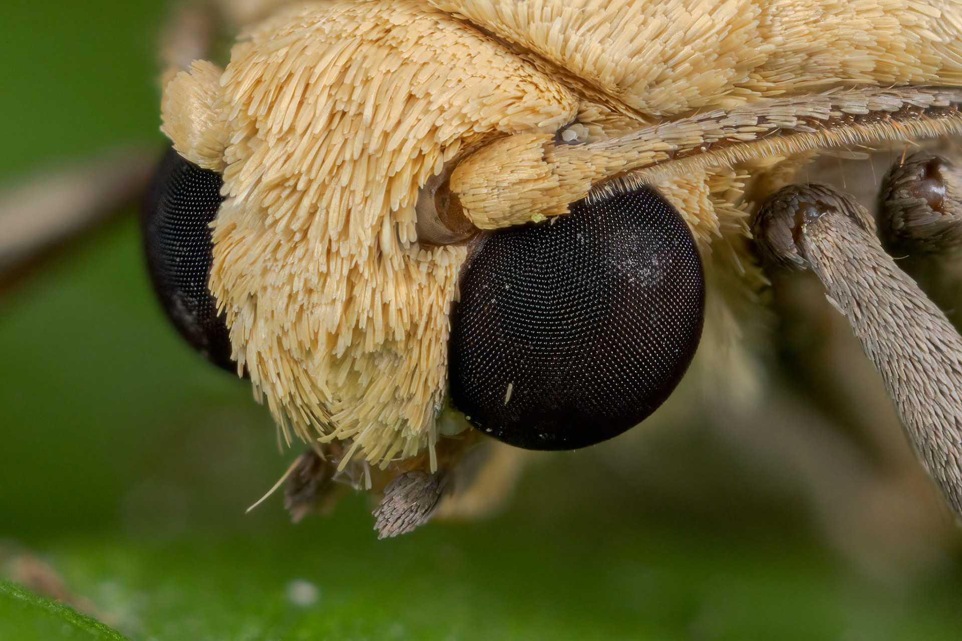 Photo Stack: 23Crop: 2x3Magnification: 10xDingy Footman Eilema griseolaWingspan 32-40 mm.Several of the Eilema species can be difficult to tell apart, but this moth has broader, more rounded forewings than many of the others. It can be quite greyish, but a yellowish form, ab. straminola does occur in places.It flies in July and August, and can be found around damp woodland, fens and sea-cliffs.It is fairly common in the southern half of England and Wales, and feeds on various lichens.https://www.ukmoths.org.uk/species/eilema-griseola/ab-stramineola/
