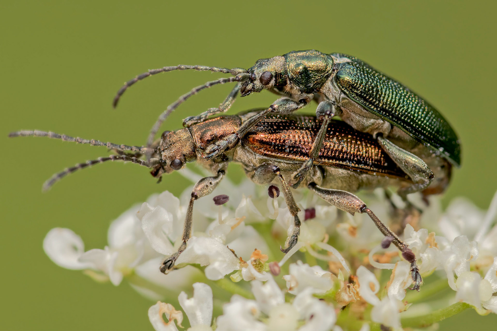 Reed Beetle (Donacia)