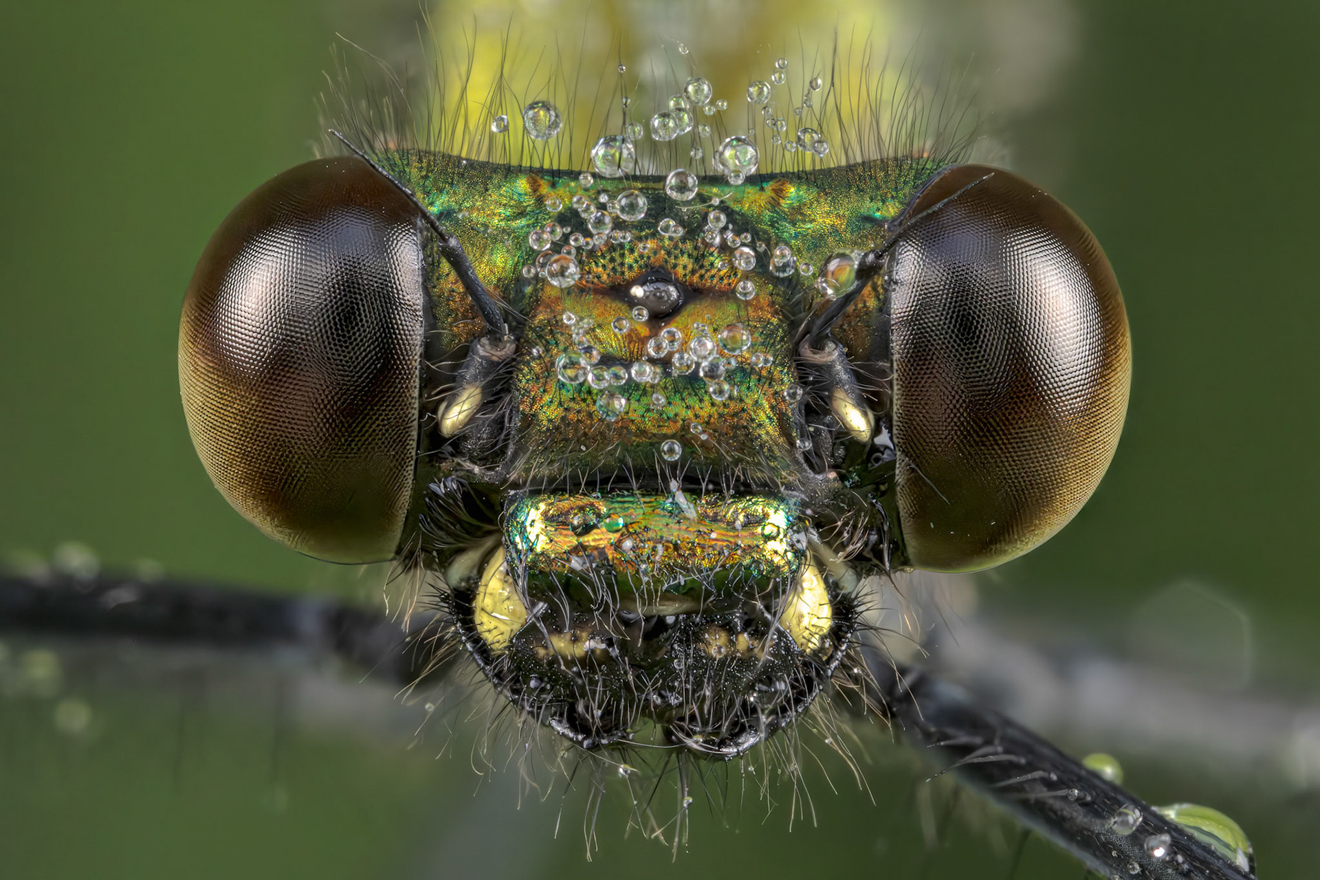 Beautiful Demoiselle (Calopteryx virgo)