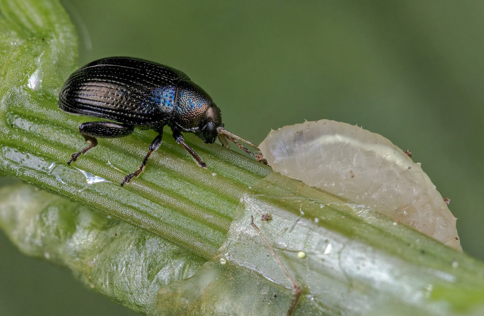 Brassy flea beetle