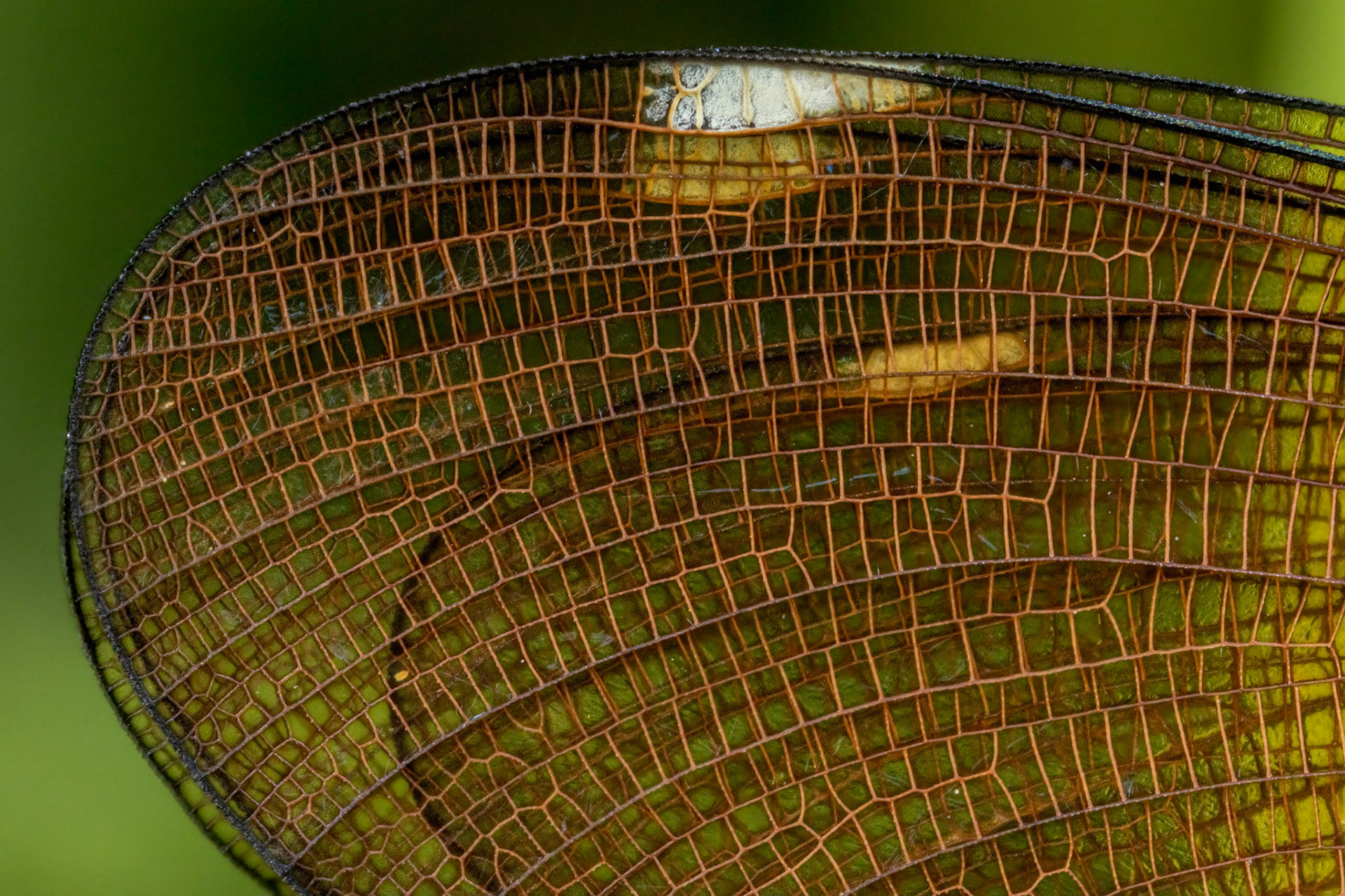 Beautiful Demoiselle Wing