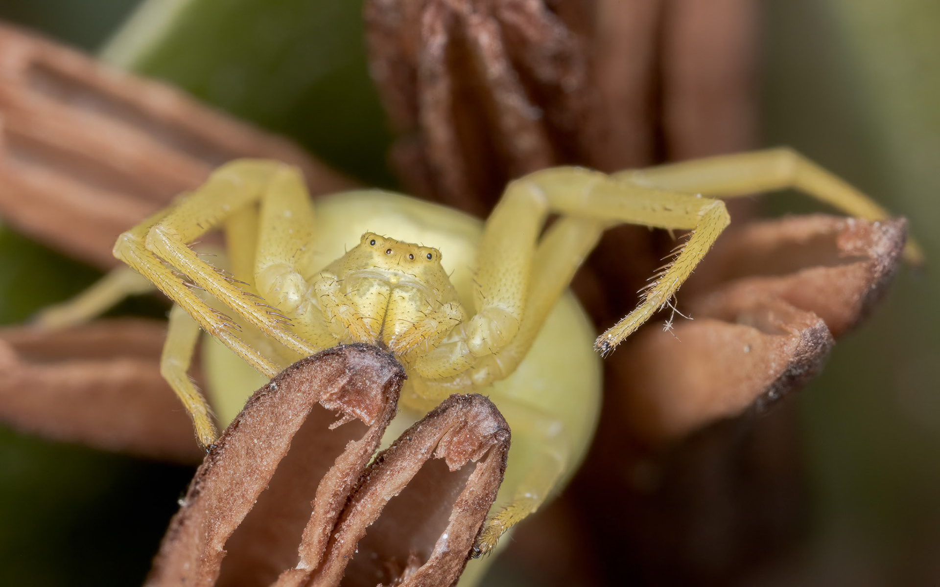 crabb spider
