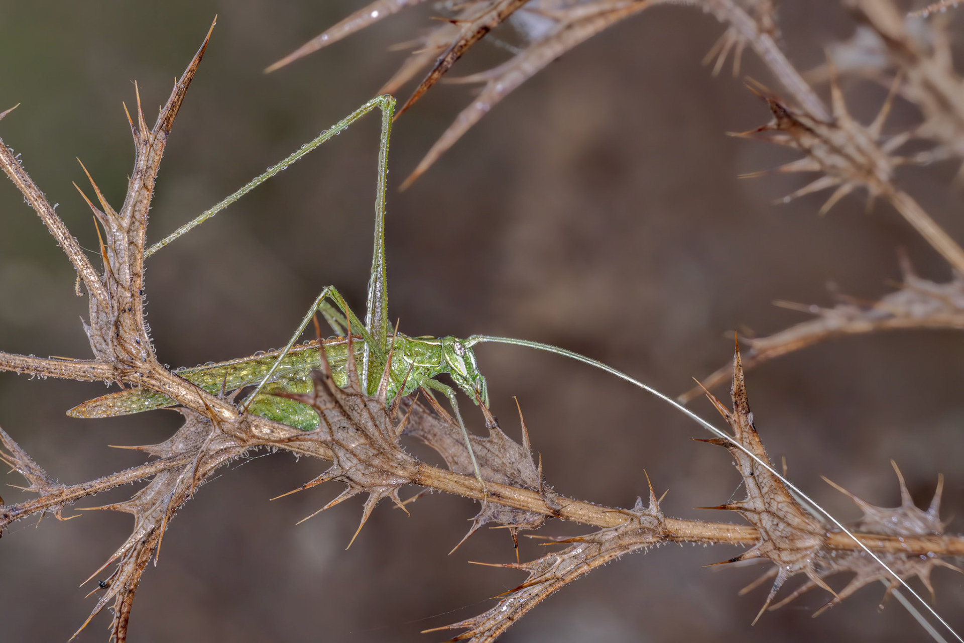 Lily Bush-Cricket (Tylopsis lilifolia)