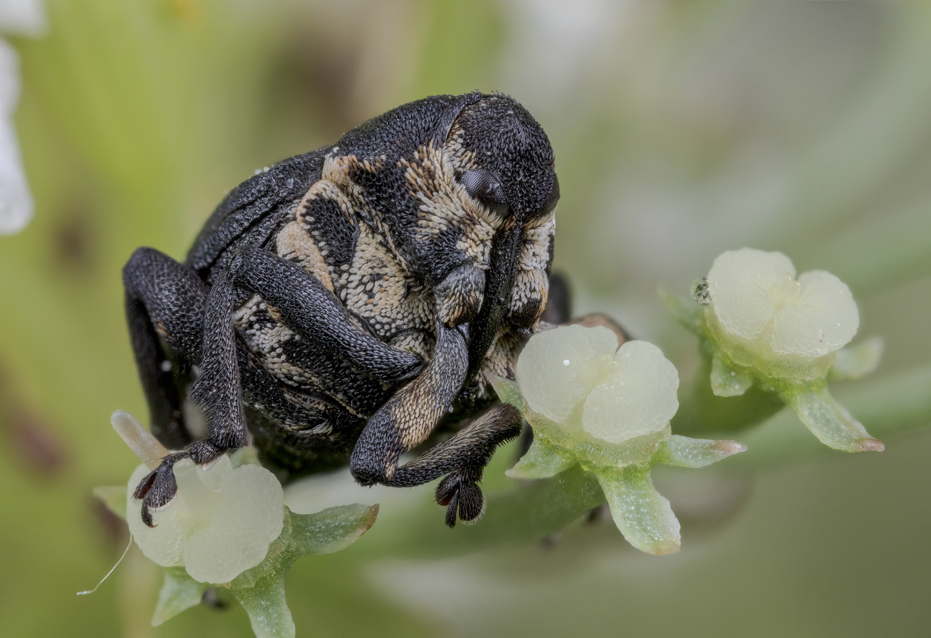 Iris Weevil (Mononychus punctumalbum)