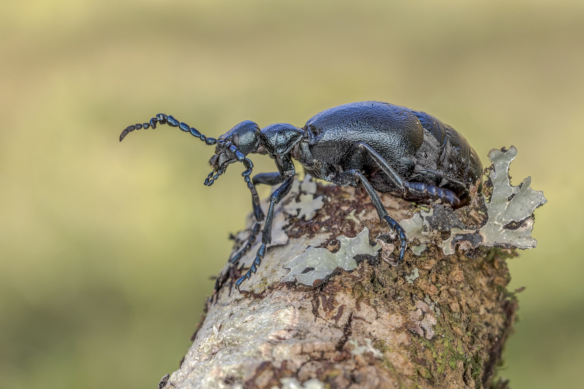 Violet Oil Beetle (Meloe violaceus)