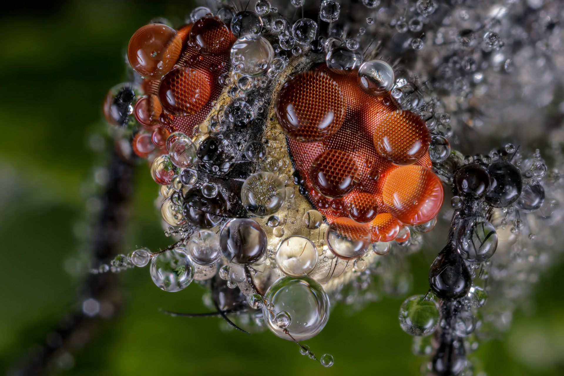 House Fly (Musca domestica)