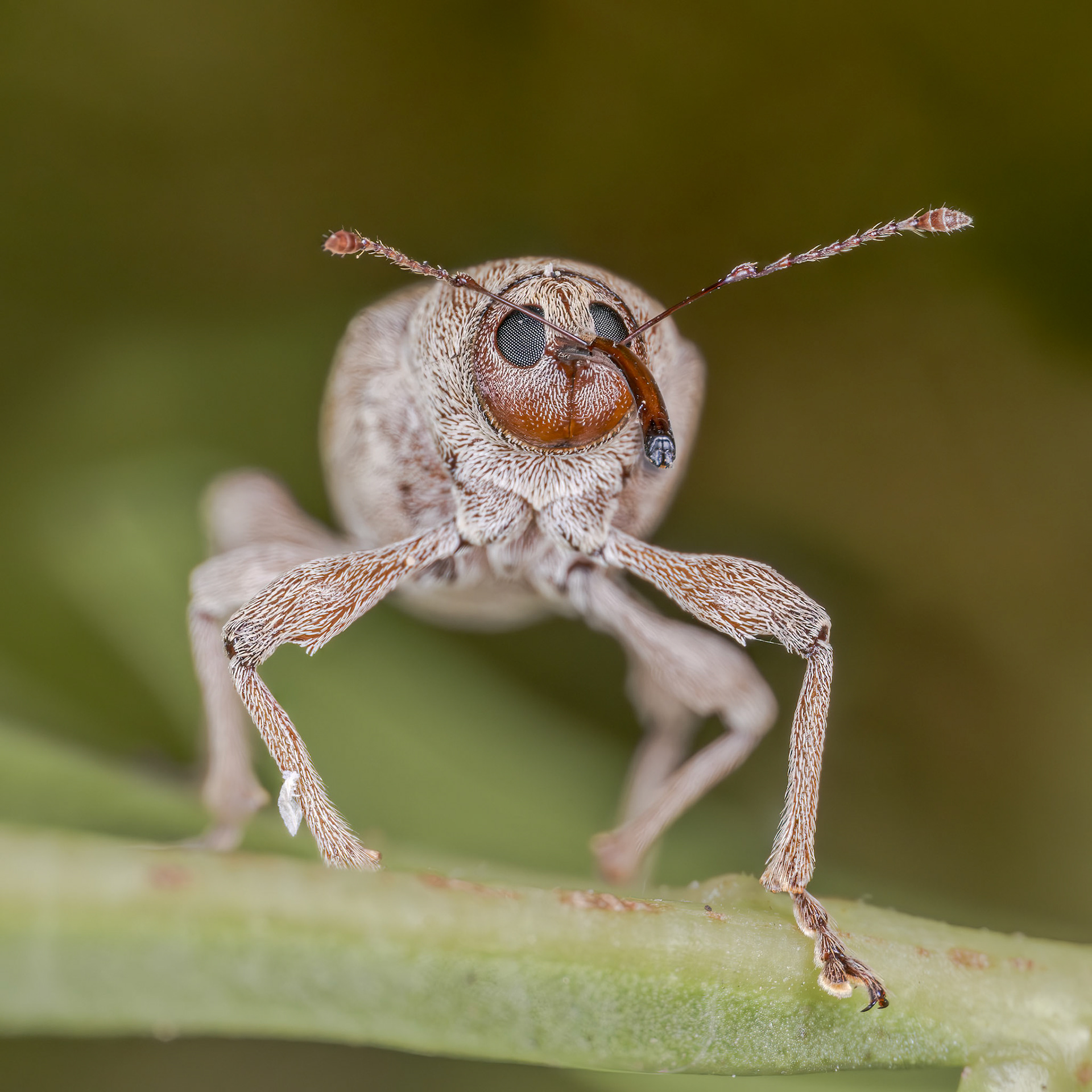 Acorn Weevil (Curculio glandium)