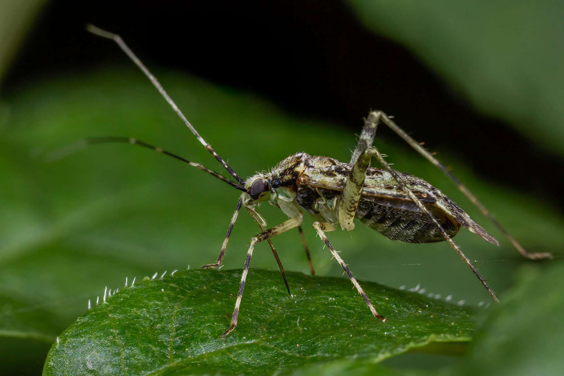 Plant Bug (Phytocoris tiliae)