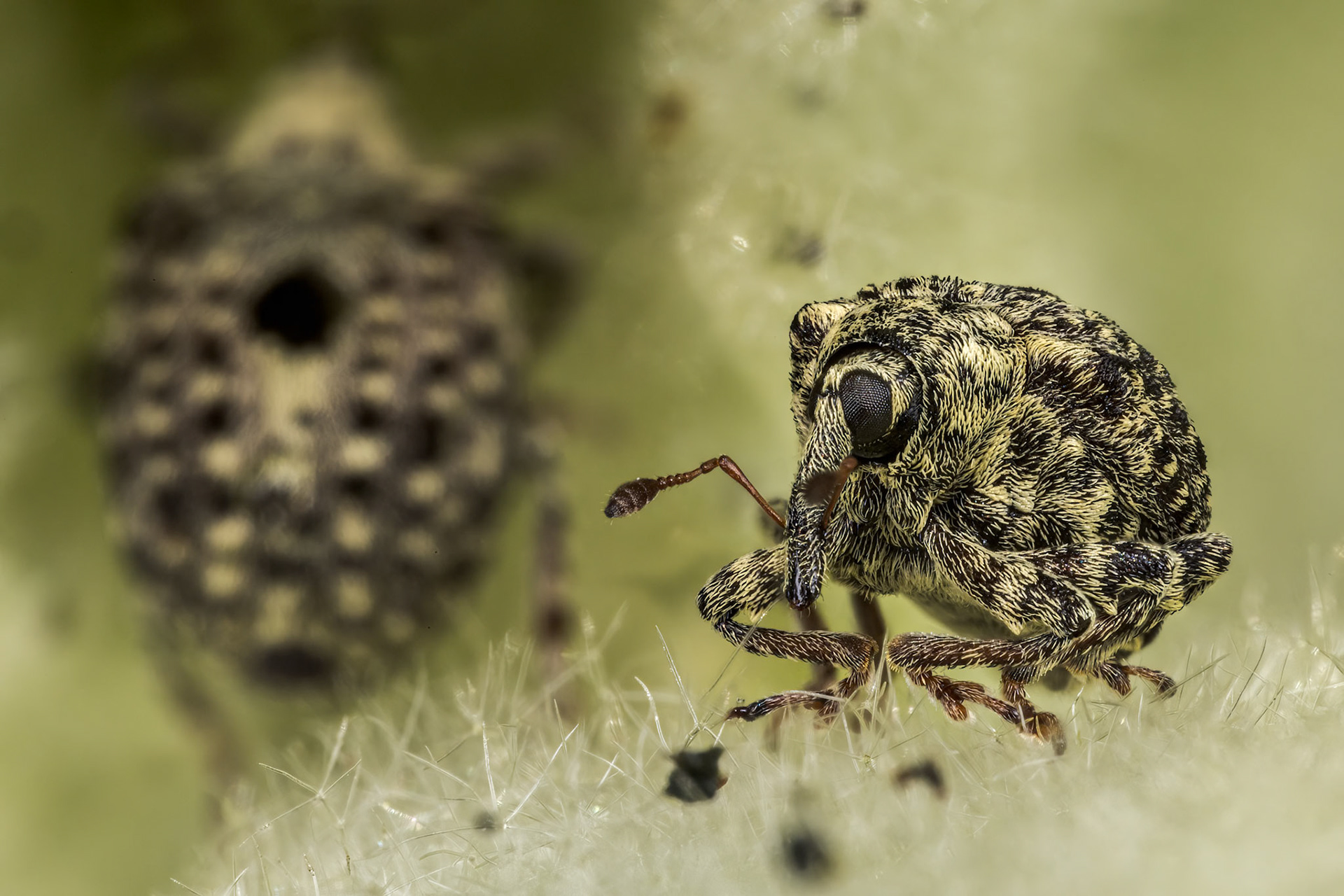 Garden Figwort Weevil (Cionus hortulanus)