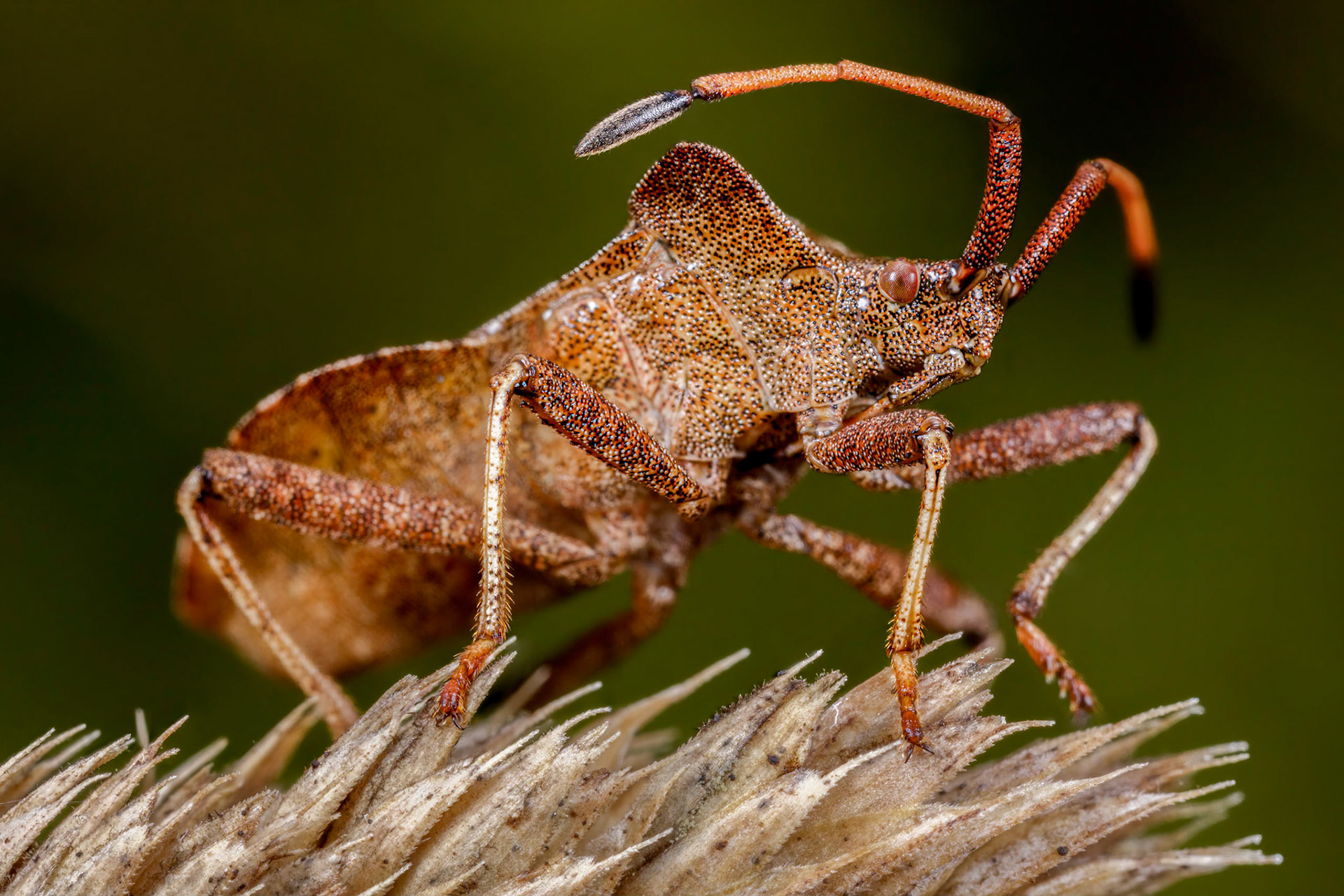 Dock Bug (Coreus marginatus)