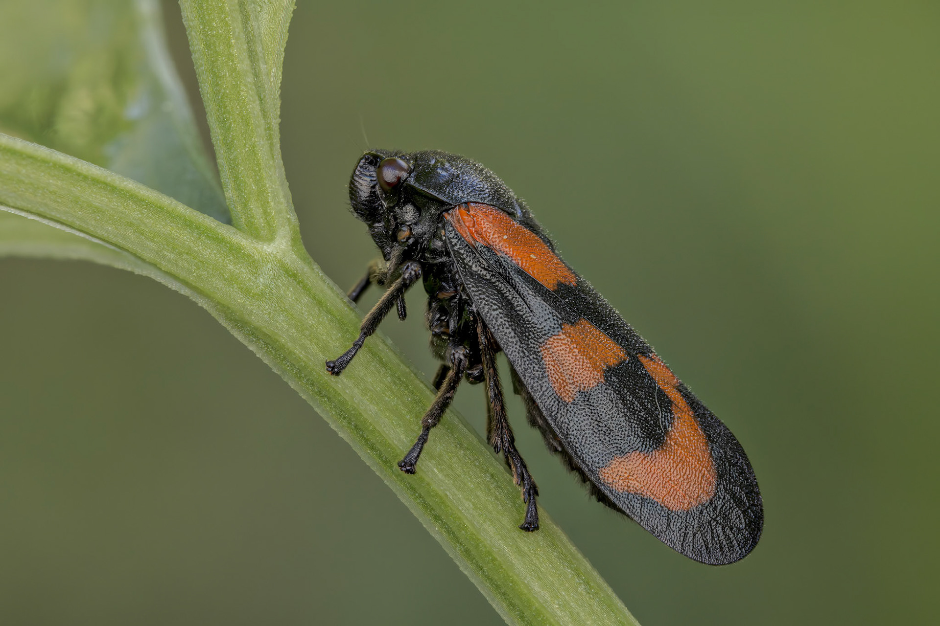 Black and Red Froghopper (Cercopis vulnerata)