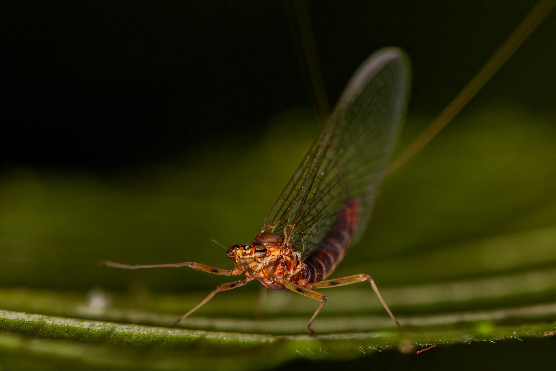 Stream Mayfly (Heptageniids)