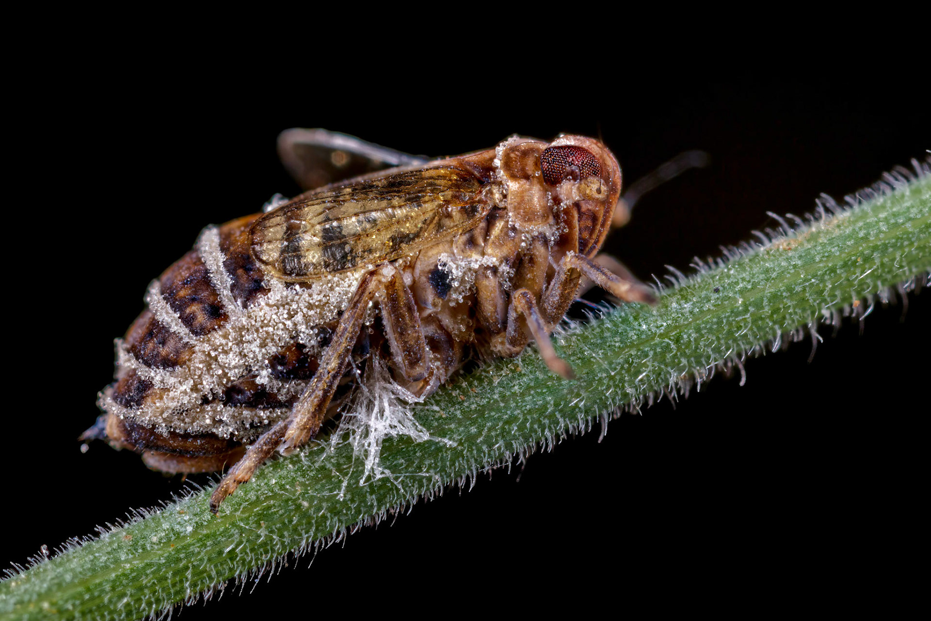 Planthopper Host (Dicranotropis hamata) (Possibly)